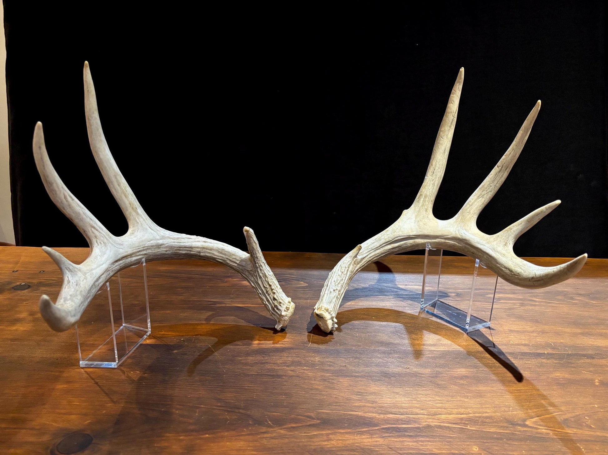 Deer Antlers - Matched sheds from a huge 10-point Whitetail deer. Crafting. Farmhouse, Rustic Decor.