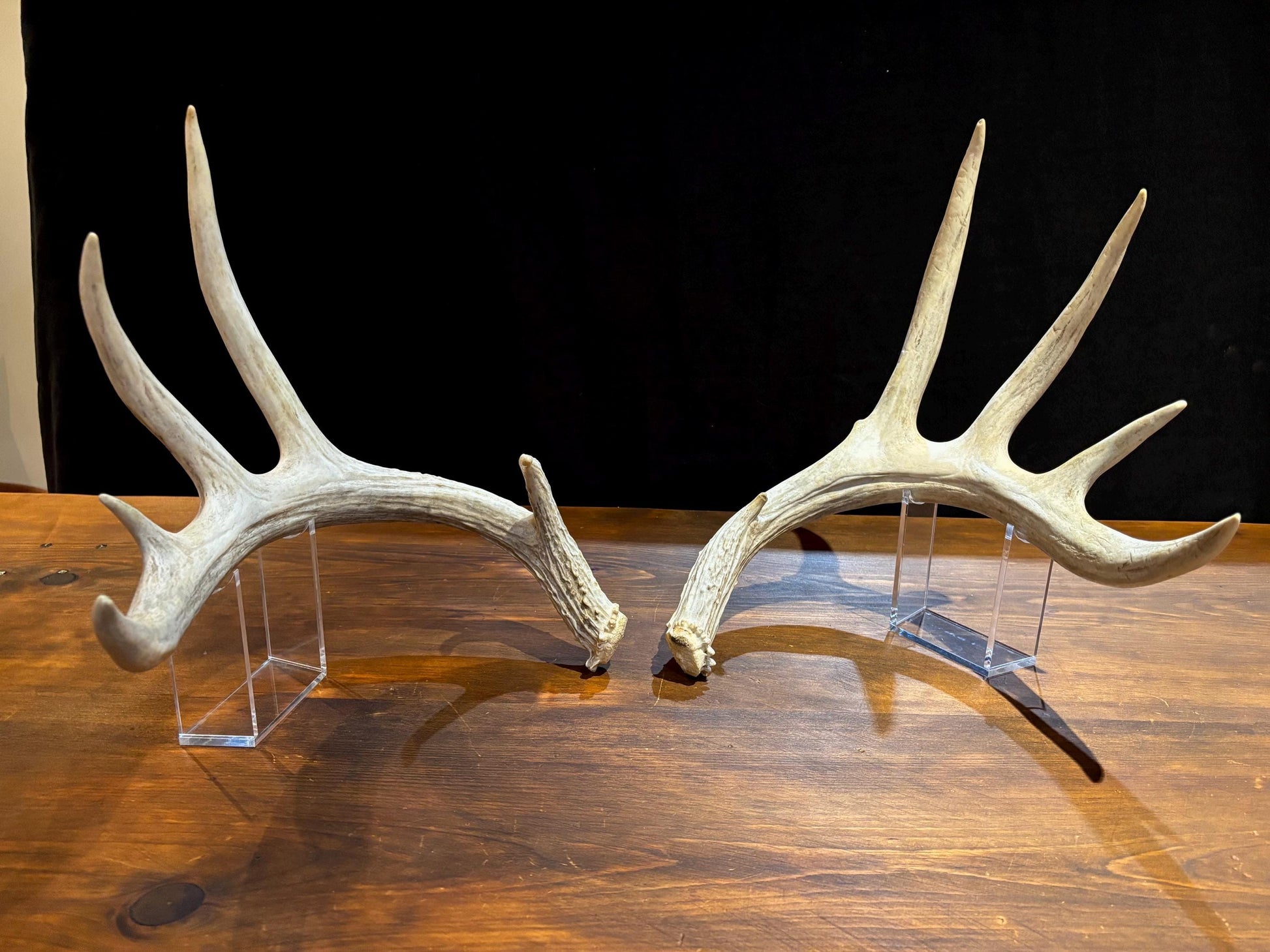 Deer Antlers - Matched sheds from a huge 10-point Whitetail deer. Crafting. Farmhouse, Rustic Decor.