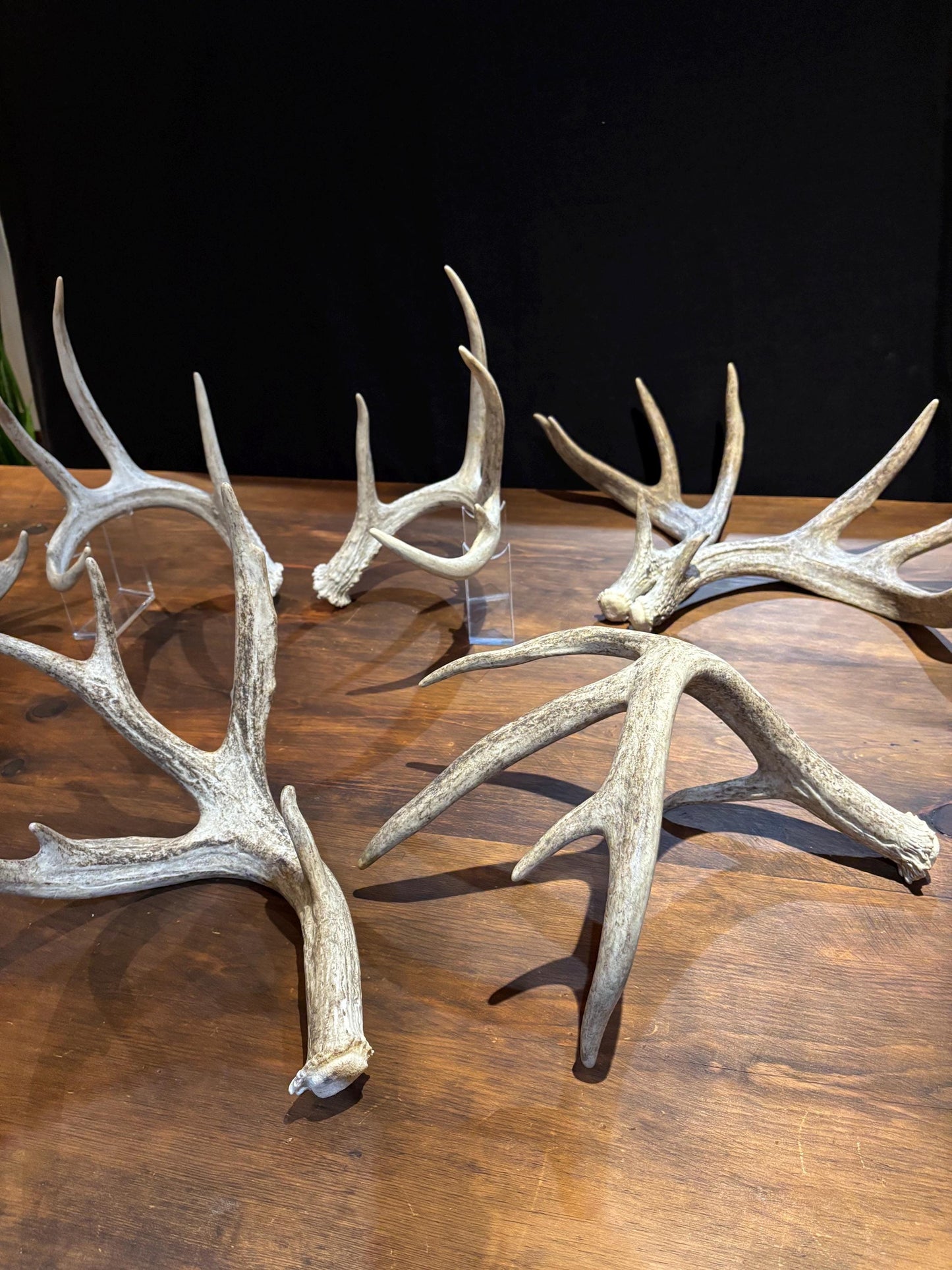 Natural Matched Pairs of White-tail Deer Antlers. Large or X-Large for Crafting, Decor and Much More. Highest Quality, Naturally Shed