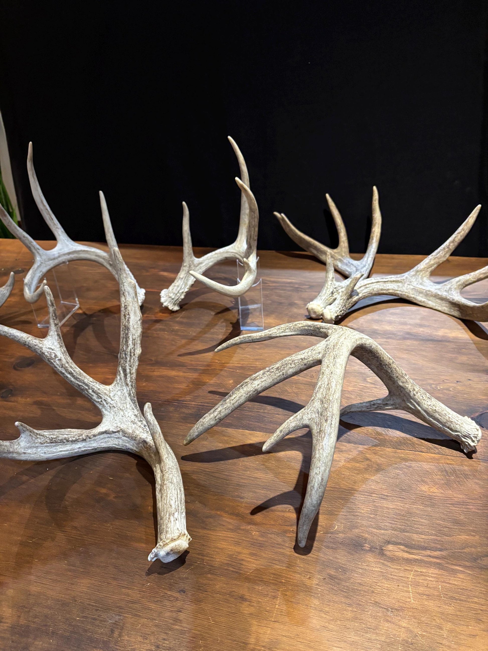Natural Matched Pairs of White-tail Deer Antlers. Large or X-Large for Crafting, Decor and Much More. Highest Quality, Naturally Shed