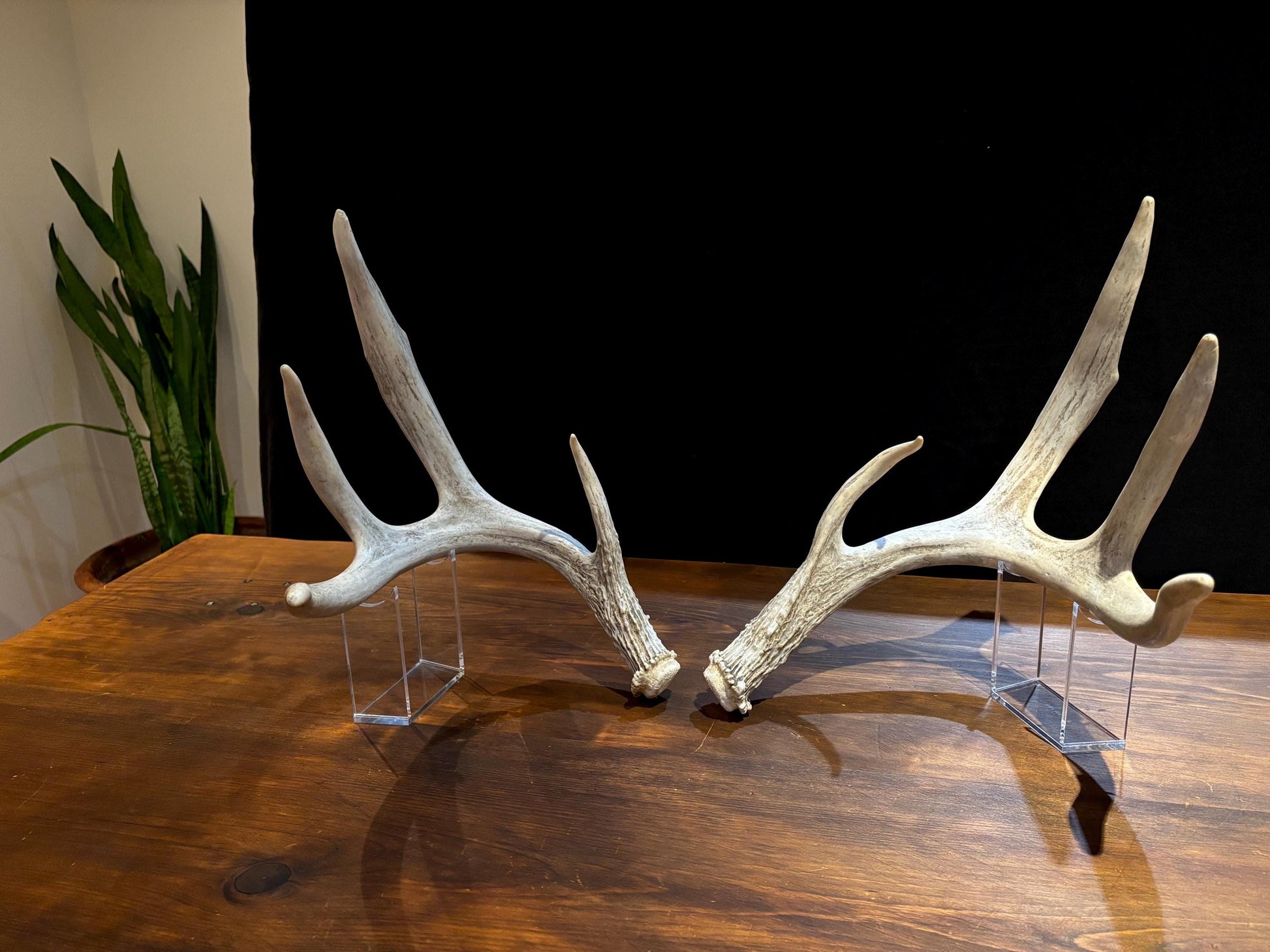 Natural Matched Pairs of White-tail Deer Antlers. Large or X-Large for Crafting, Decor and Much More. Highest Quality, Naturally Shed