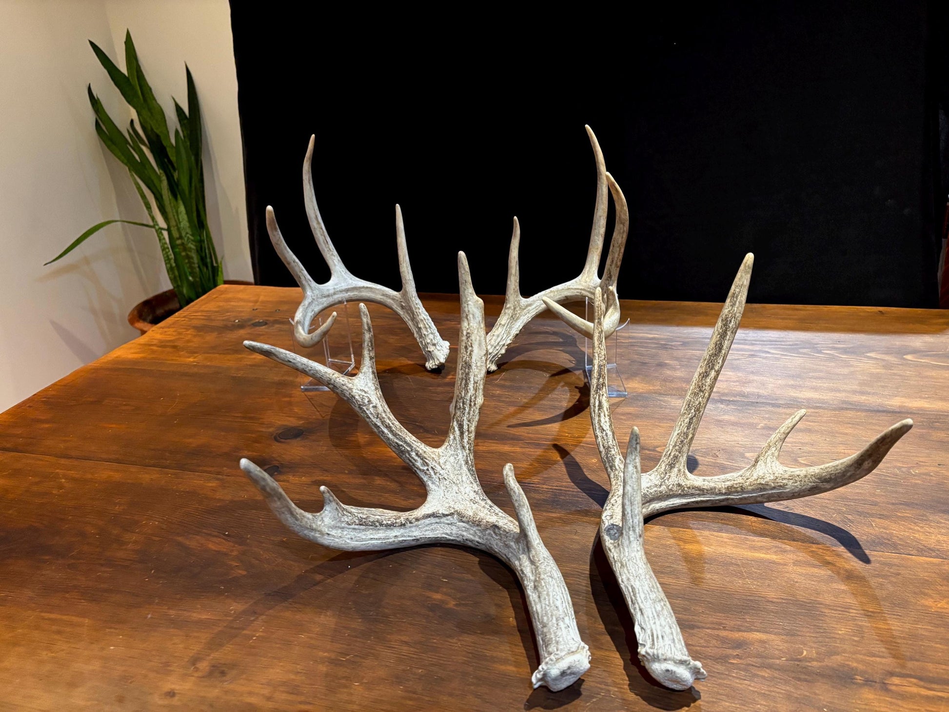 Natural Matched Pairs of White-tail Deer Antlers. Large or X-Large for Crafting, Decor and Much More. Highest Quality, Naturally Shed