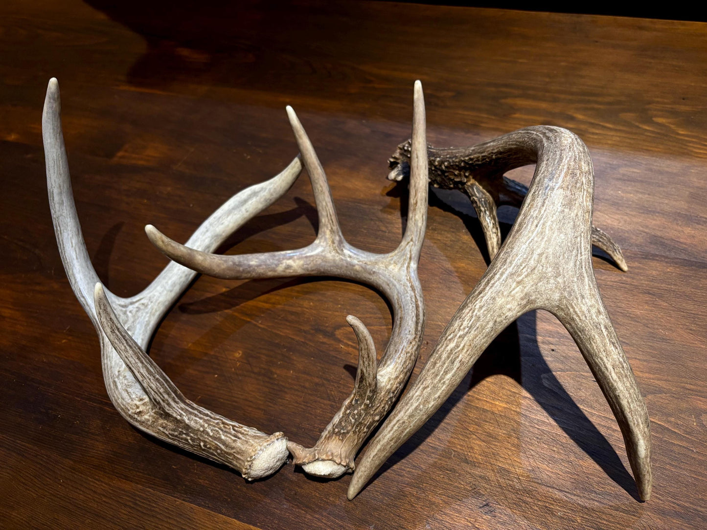 Medium Shed Dog Training Antlers (3 Pack / 5 Pack) - Highest Quality, Naturally Shed
