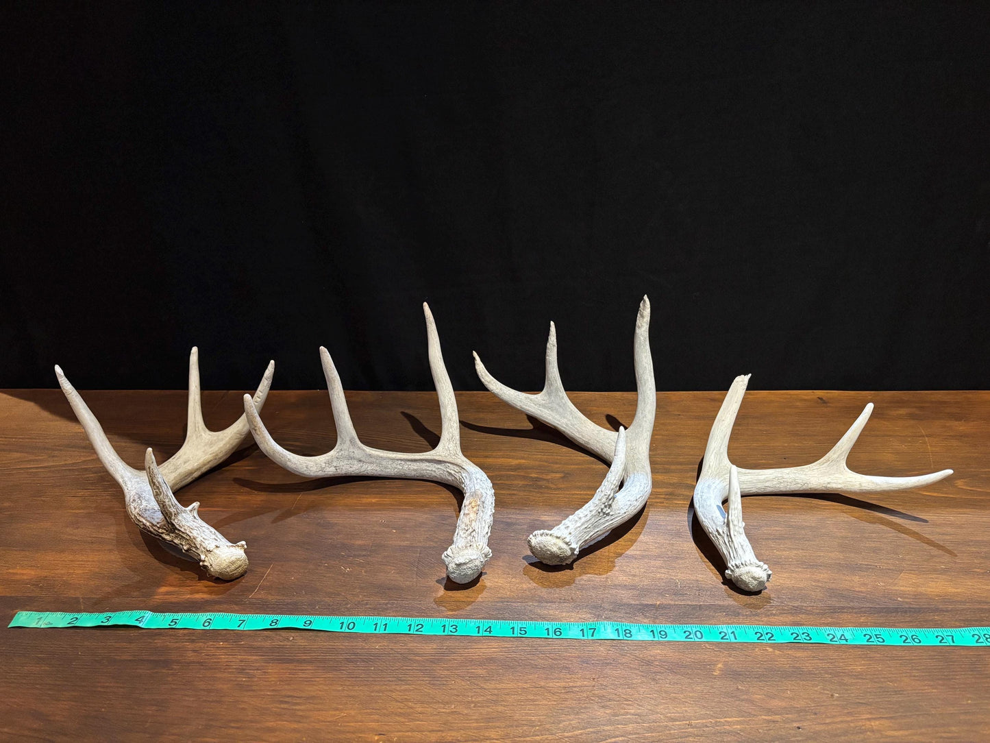Medium Shed Dog Training Antlers (3 Pack / 5 Pack) - Highest Quality, Naturally Shed