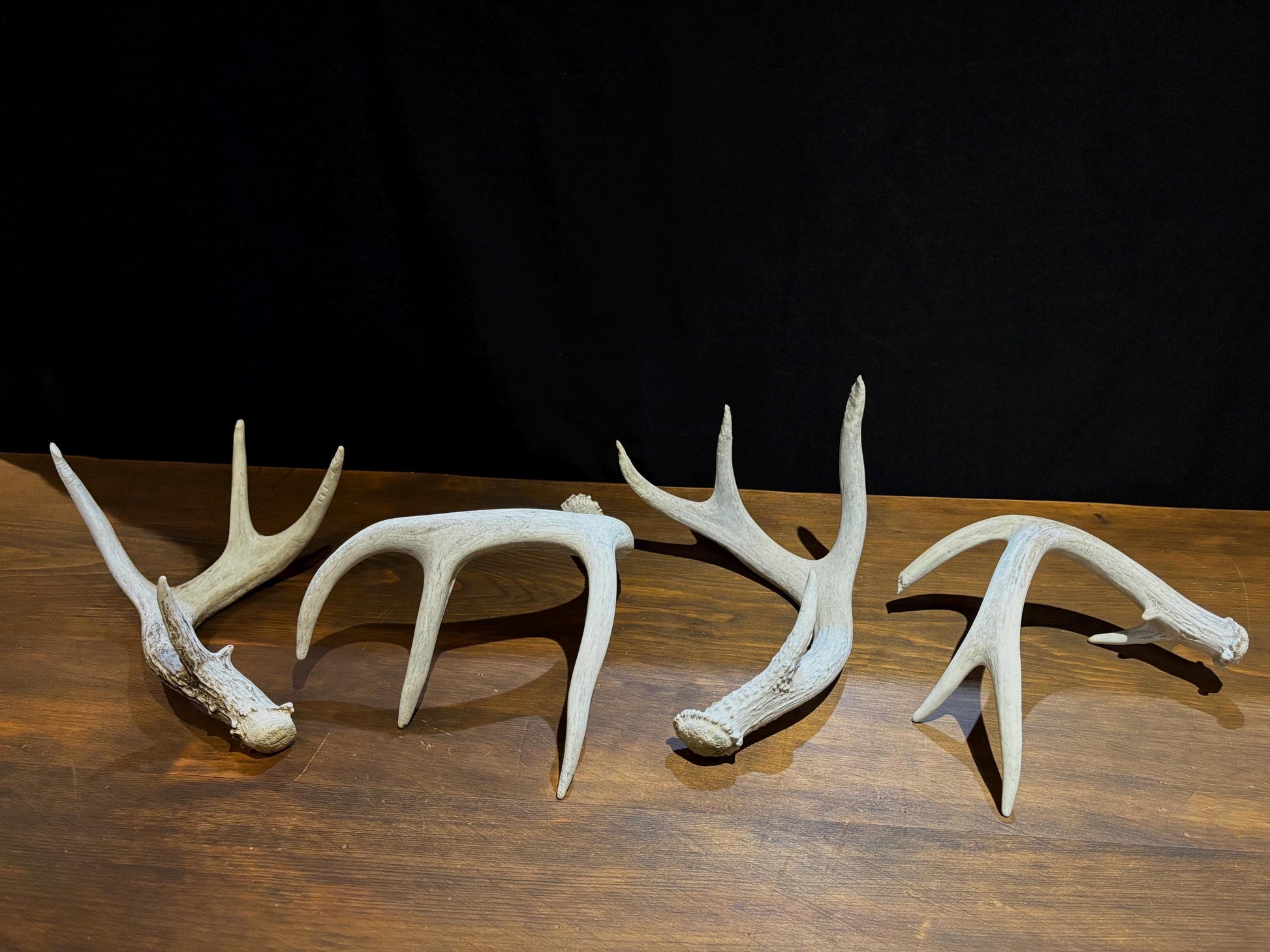 Medium Shed Dog Training Antlers (3 Pack / 5 Pack) - Highest Quality, Naturally Shed