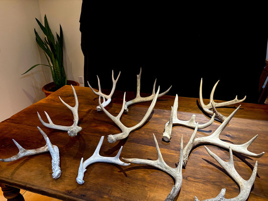 Medium Shed Dog Training Antlers (3 Pack / 5 Pack) - Highest Quality, Naturally Shed
