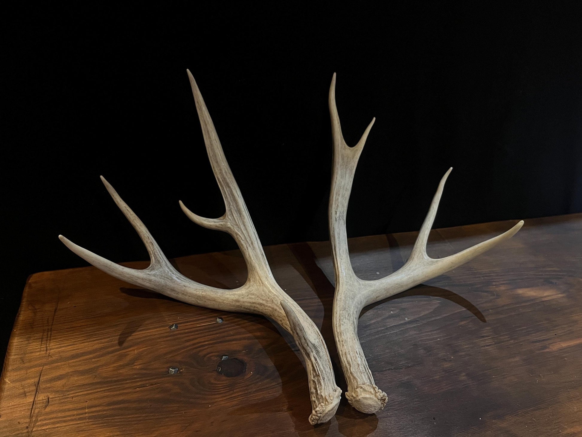 Deer Antlers - Medium-small sized Mule deer sheds, matched pair! Naturally shed. Decor. Crafting and More!