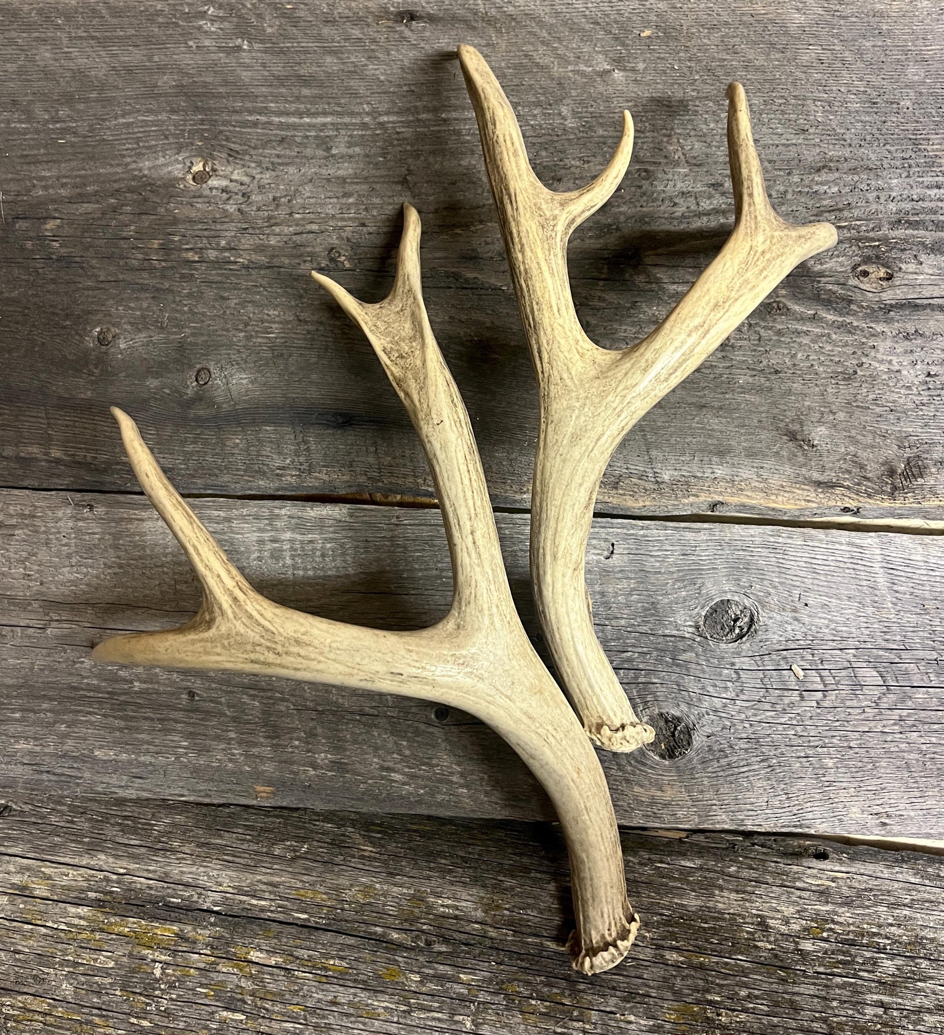 Deer Antlers - Medium-small sized Mule deer sheds, matched pair! Naturally shed. Decor. Crafting and More!