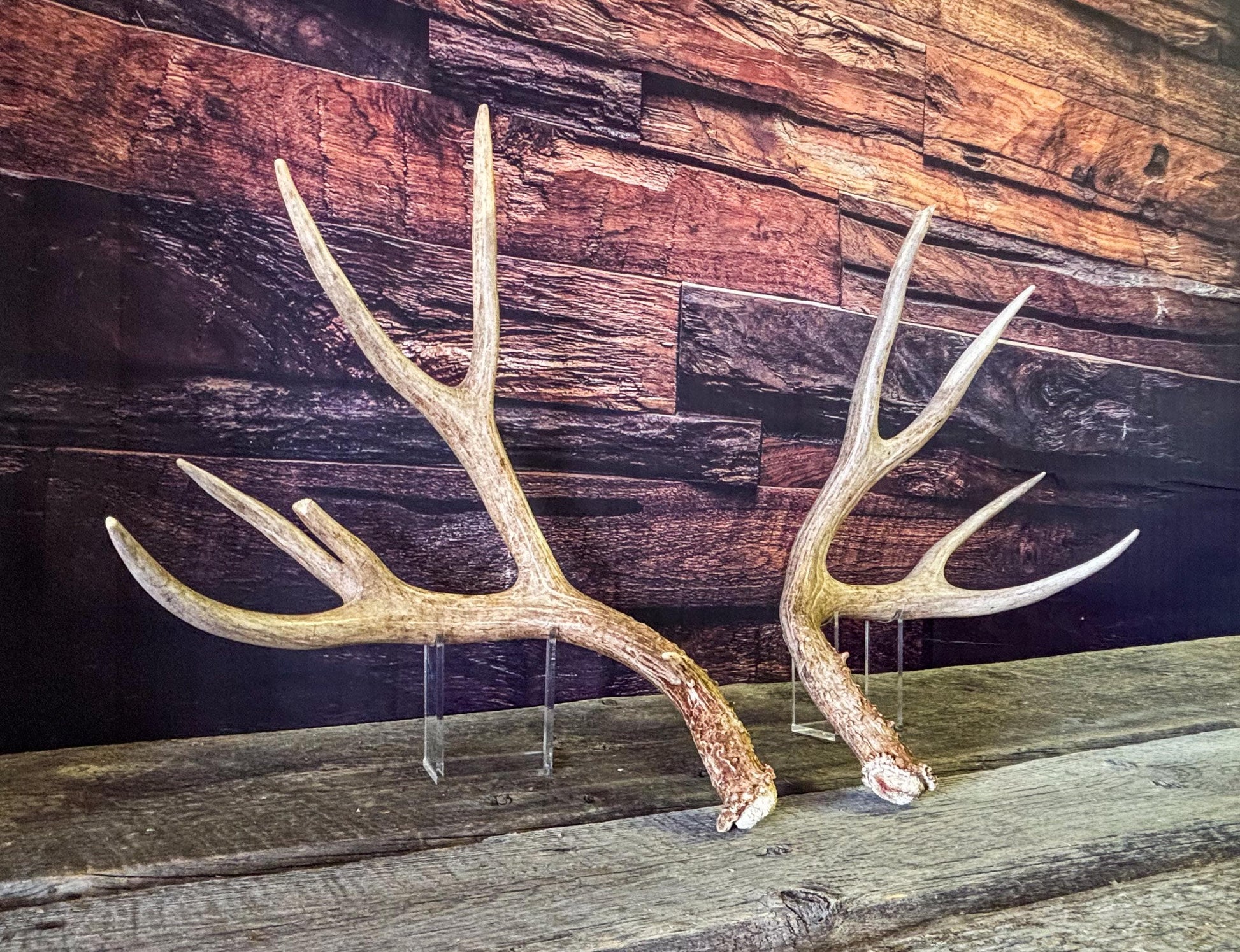 Mule deer antlers. Large Matching Set. Naturally shed. Decor. Crafting