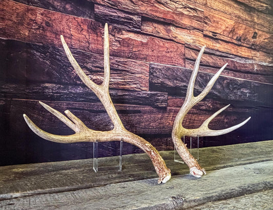 Mule deer antlers. Large Matching Set. Naturally shed. Decor. Crafting