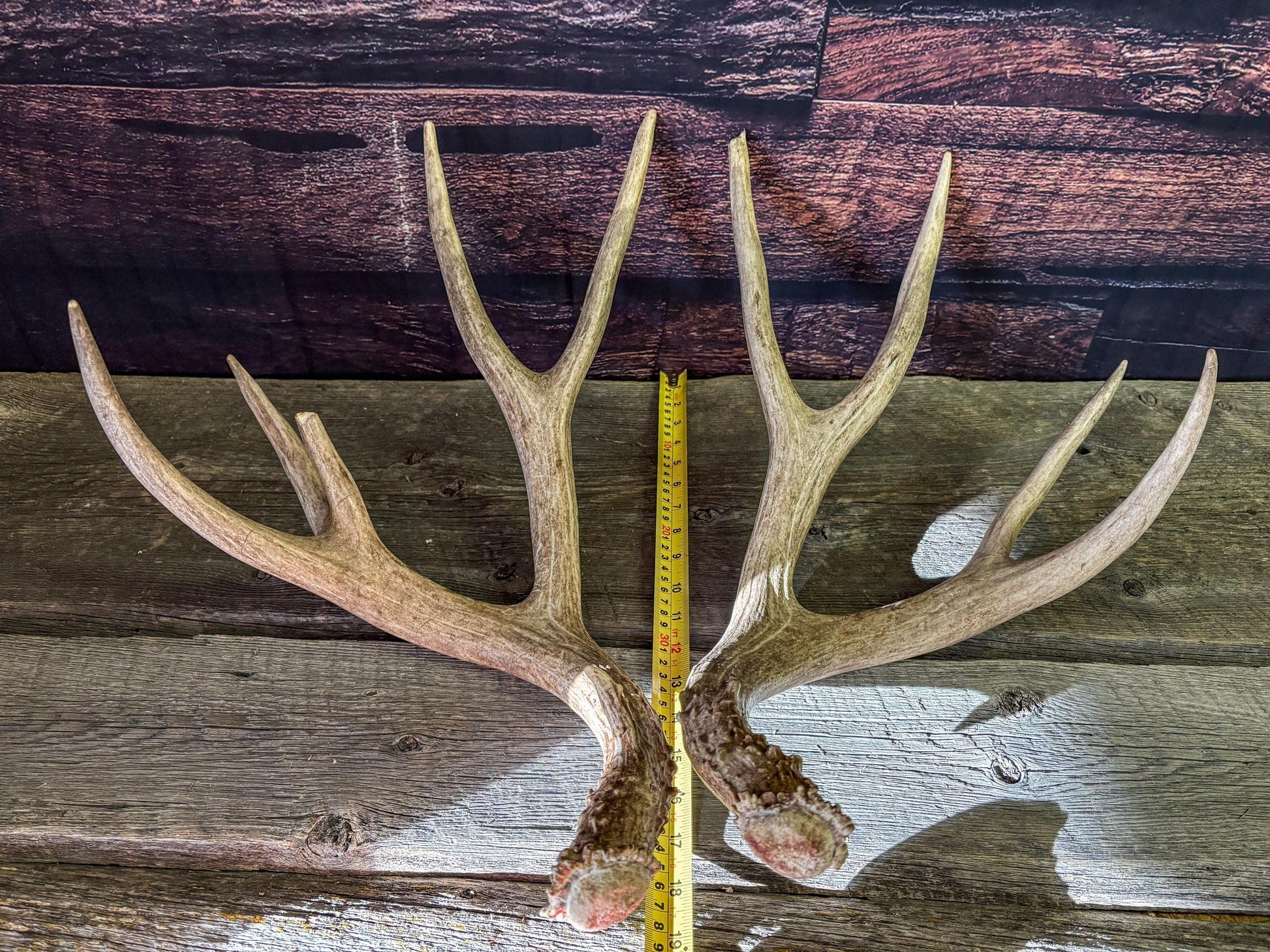 Mule deer antlers. Large Matching Set. Naturally shed. Decor. Crafting