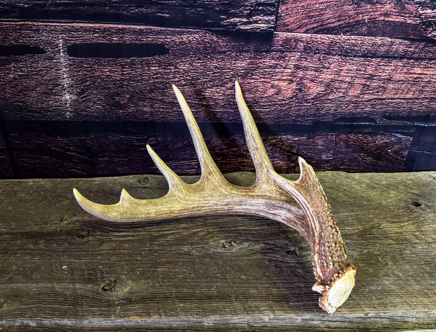 White-tailed Deer Antler - Large, Wild Canadian antler for decor, design, crafting and more!