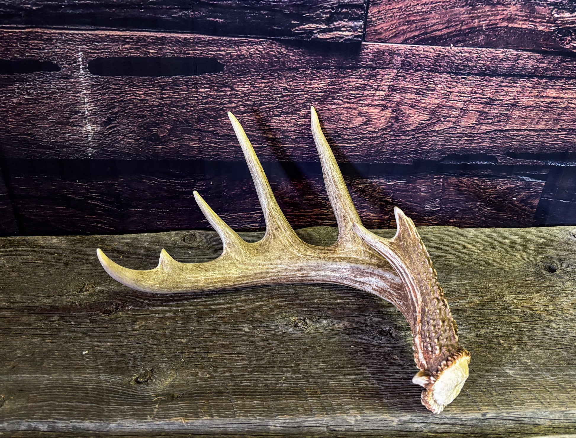 White-tailed Deer Antler - Large, Wild Canadian antler for decor, design, crafting and more!