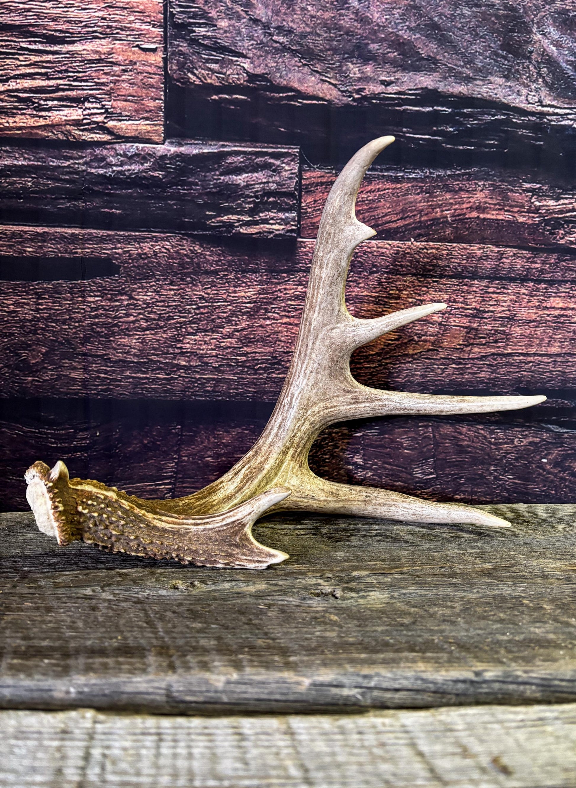 White-tailed Deer Antler - Large, Wild Canadian antler for decor, design, crafting and more!