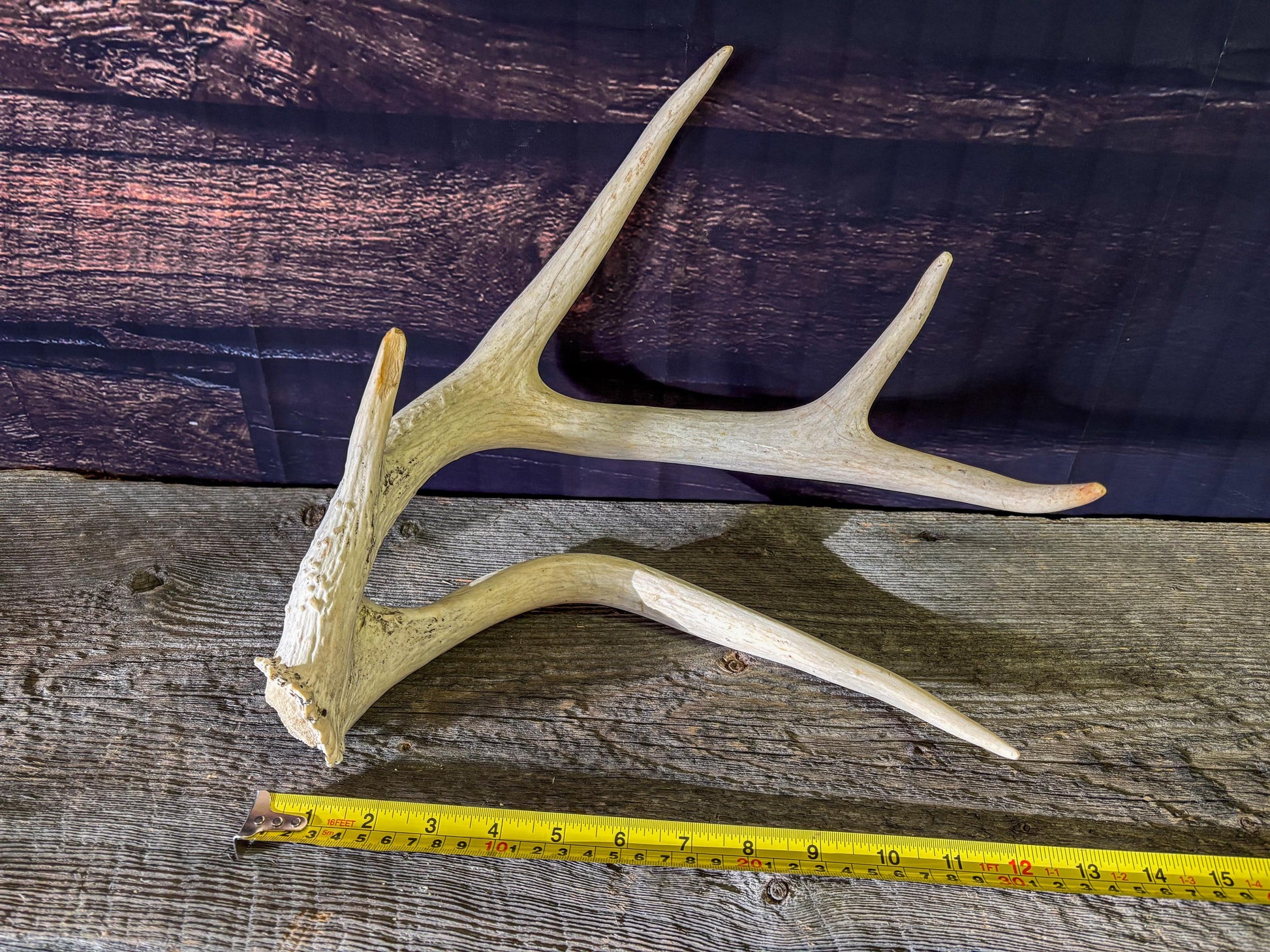 Unique White-tailed Deer Antler - Collectible Canadian Whitetailed deer Antler. Decor, design, crafting and more!