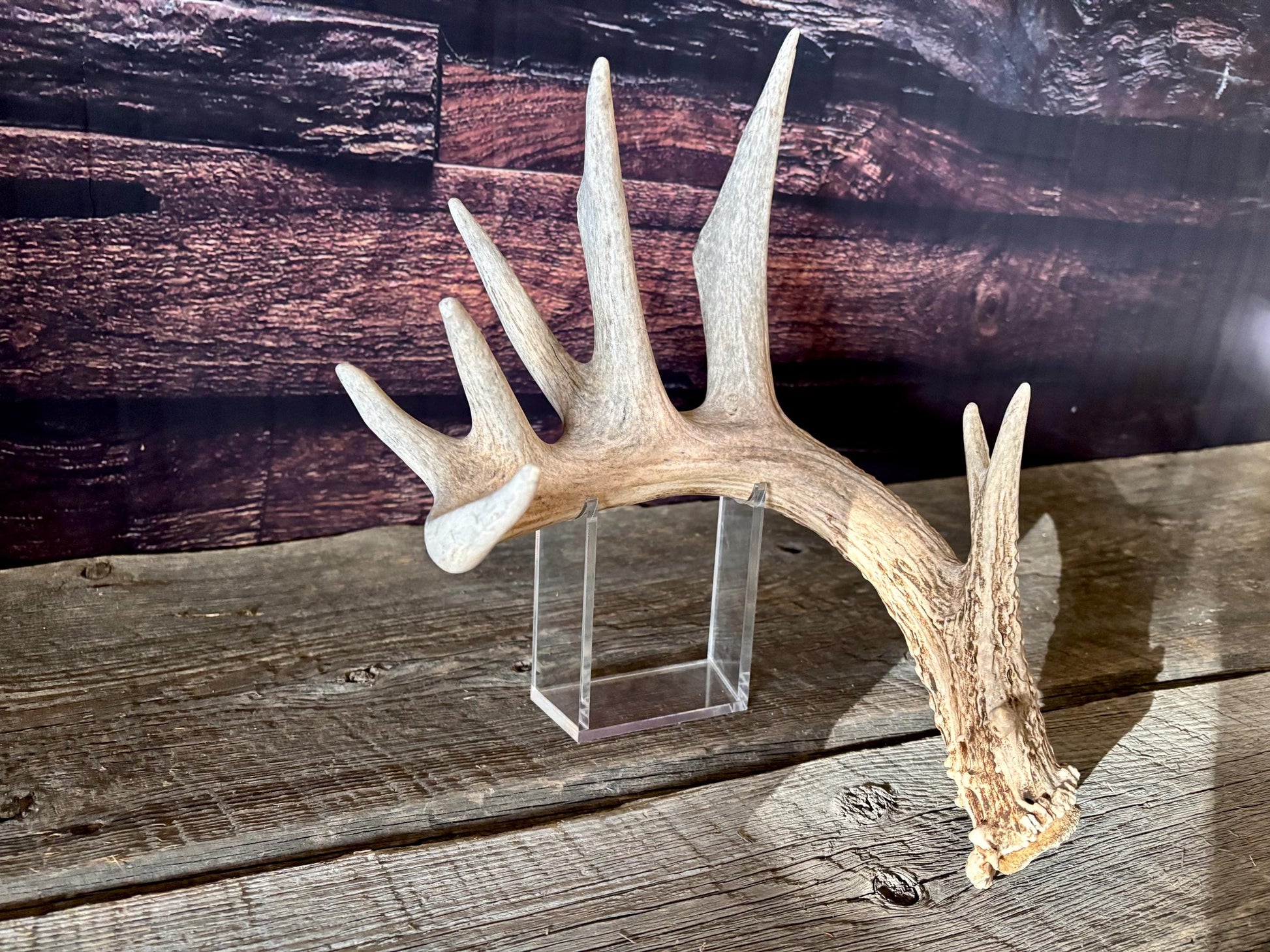 Large White-tailed deer Antler. 8-point buck. Crafting, decor and more!