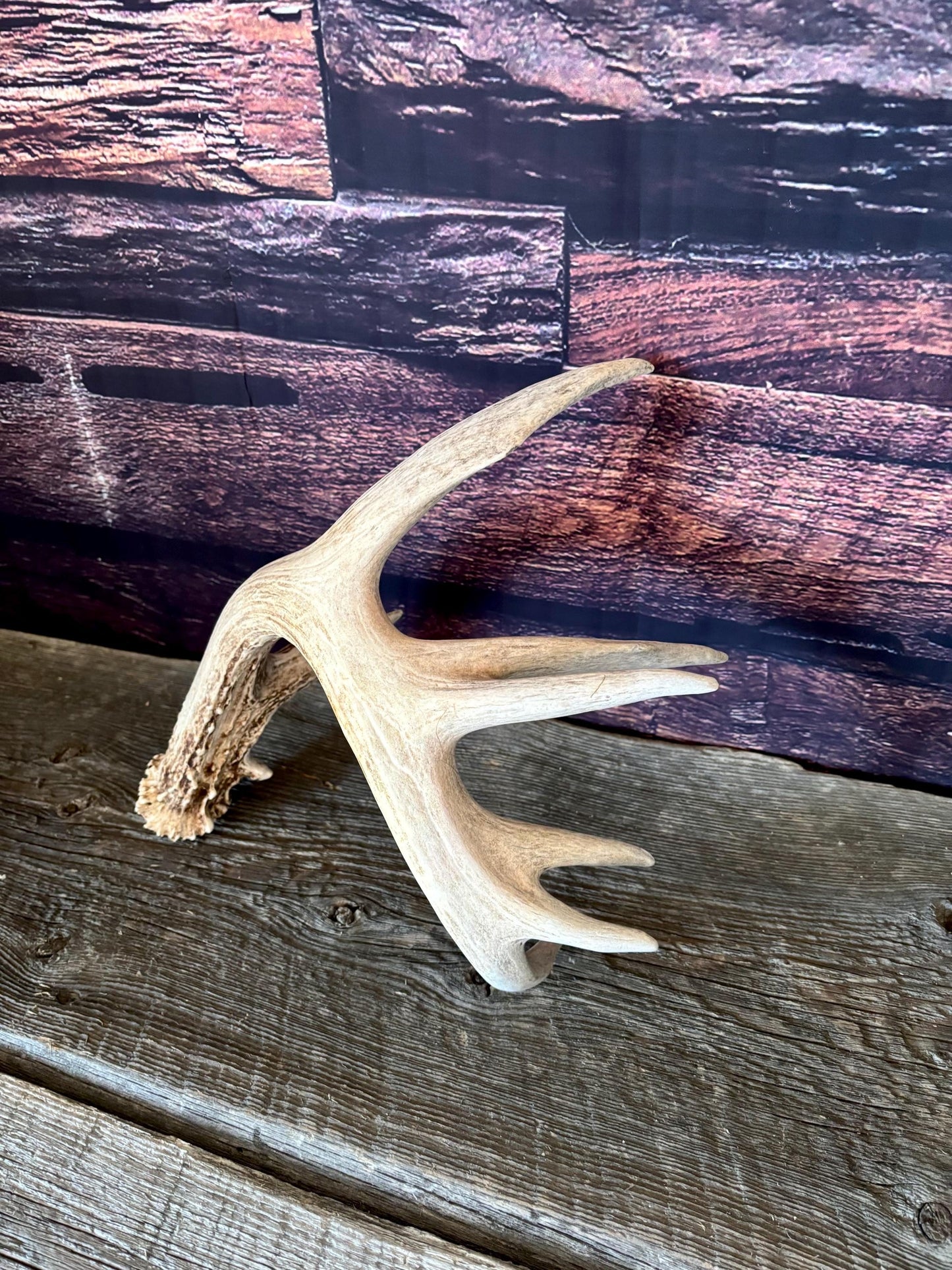 Large White-tailed deer Antler. 8-point buck. Crafting, decor and more!
