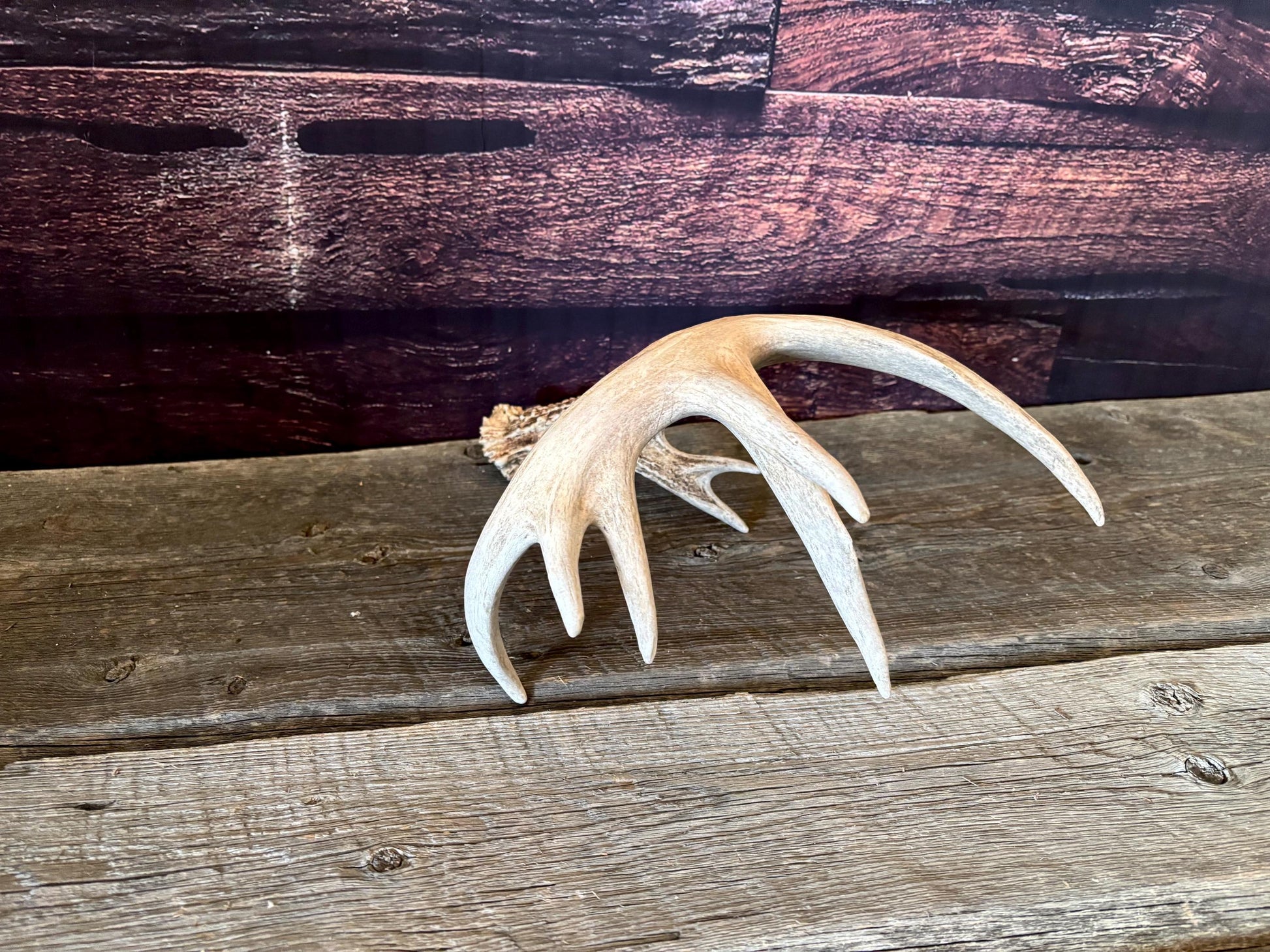 Large White-tailed deer Antler. 8-point buck. Crafting, decor and more!
