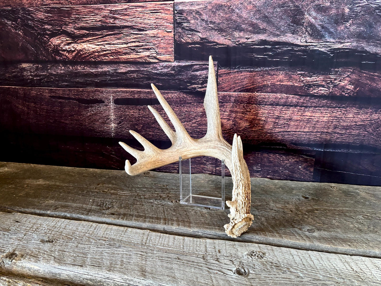 Large White-tailed deer Antler. 8-point buck. Crafting, decor and more!