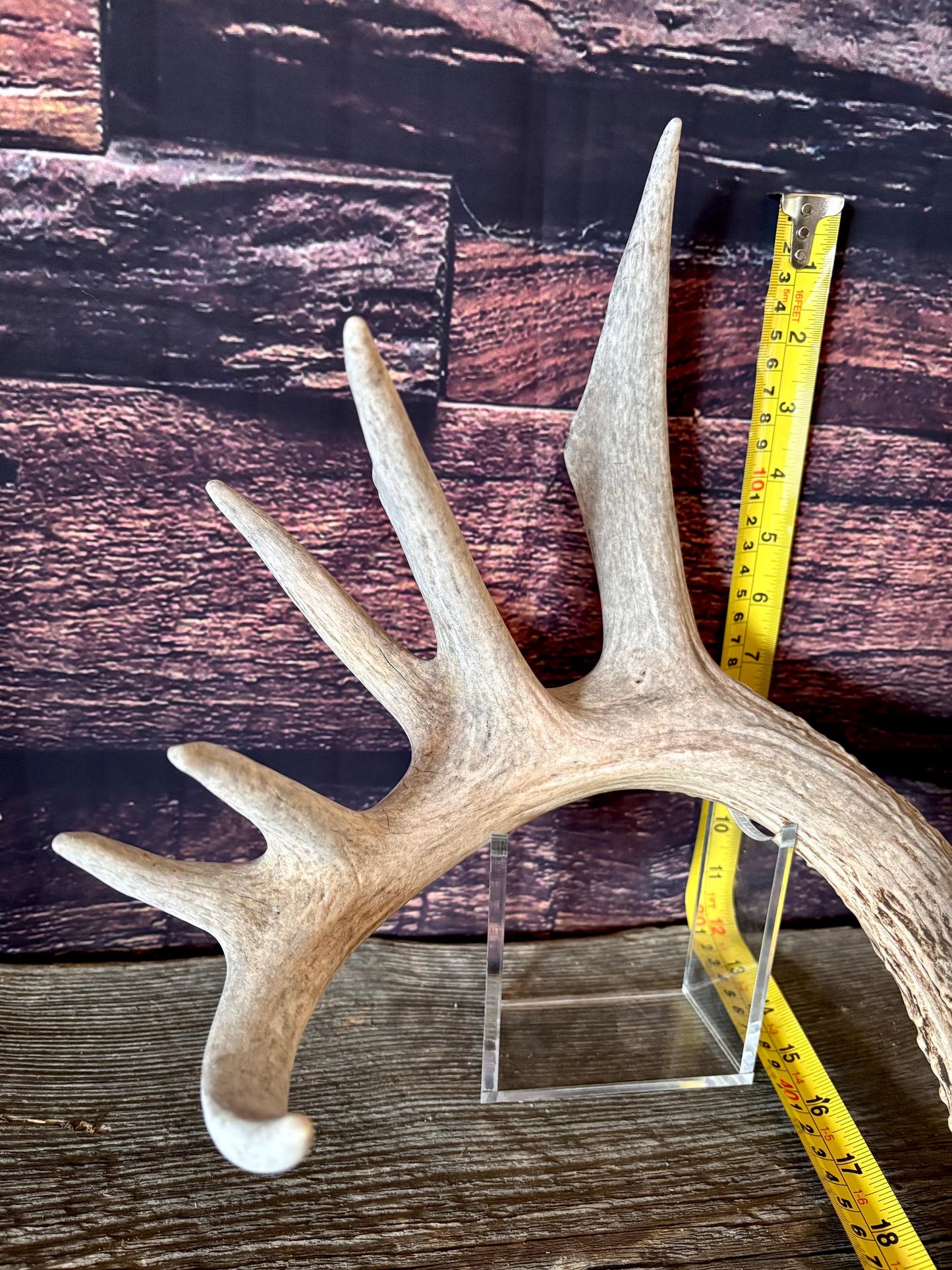 Large White-tailed deer Antler. 8-point buck. Crafting, decor and more!