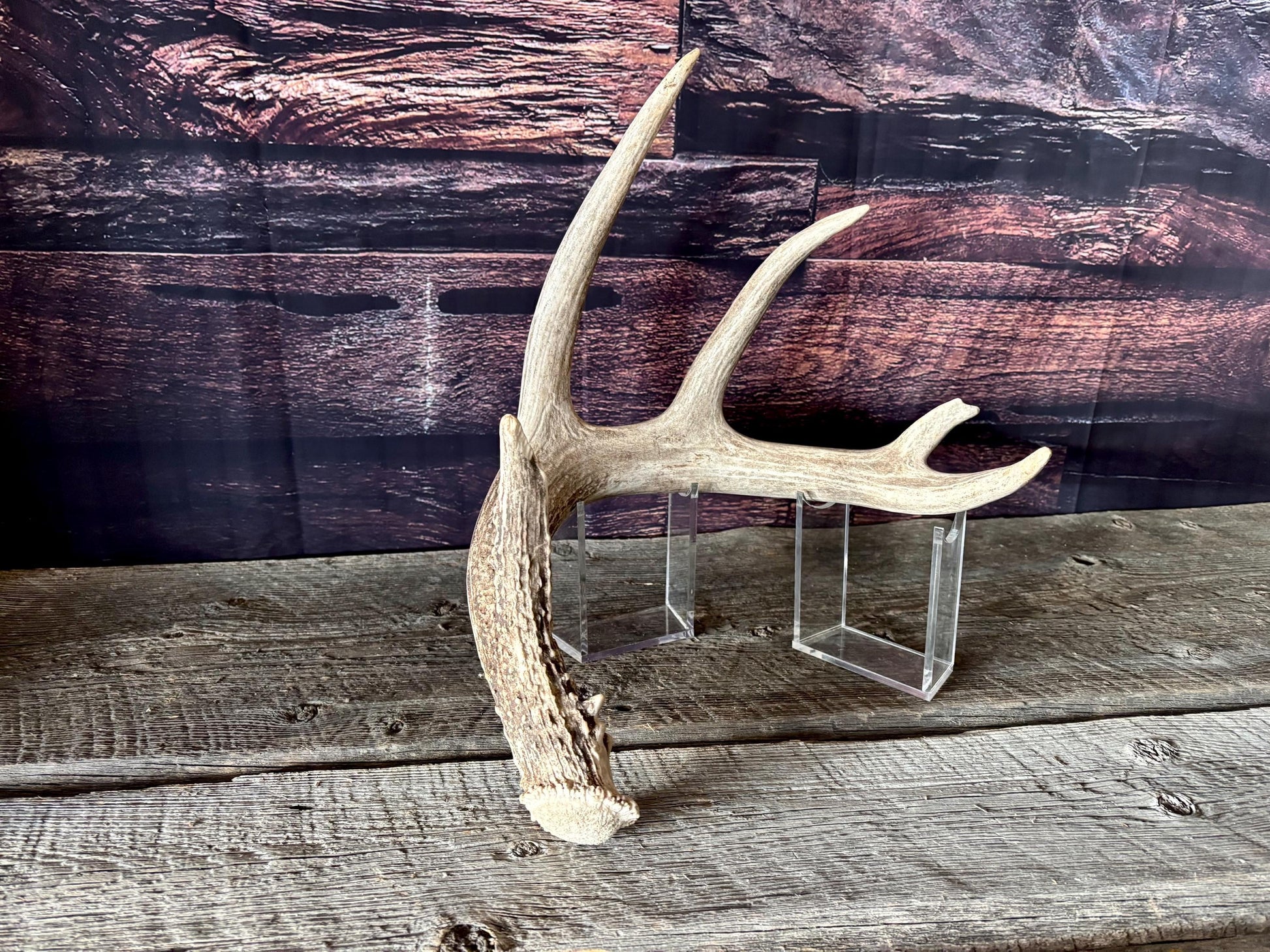 Large White-tailed deer Antler. 5 -point buck. Crafting, decor and more!