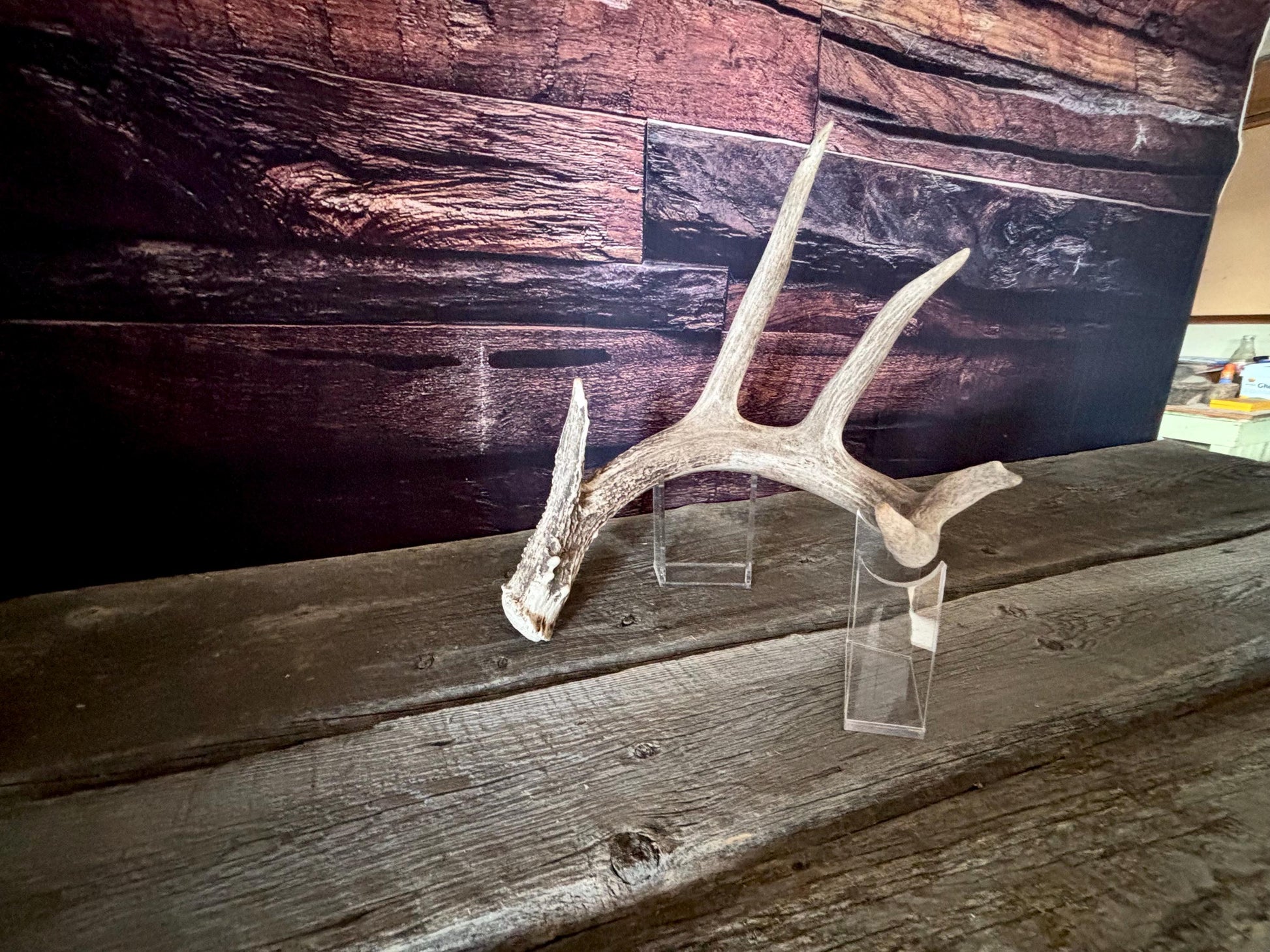 Large White-tailed deer Antler. 5 -point buck. Crafting, decor and more!