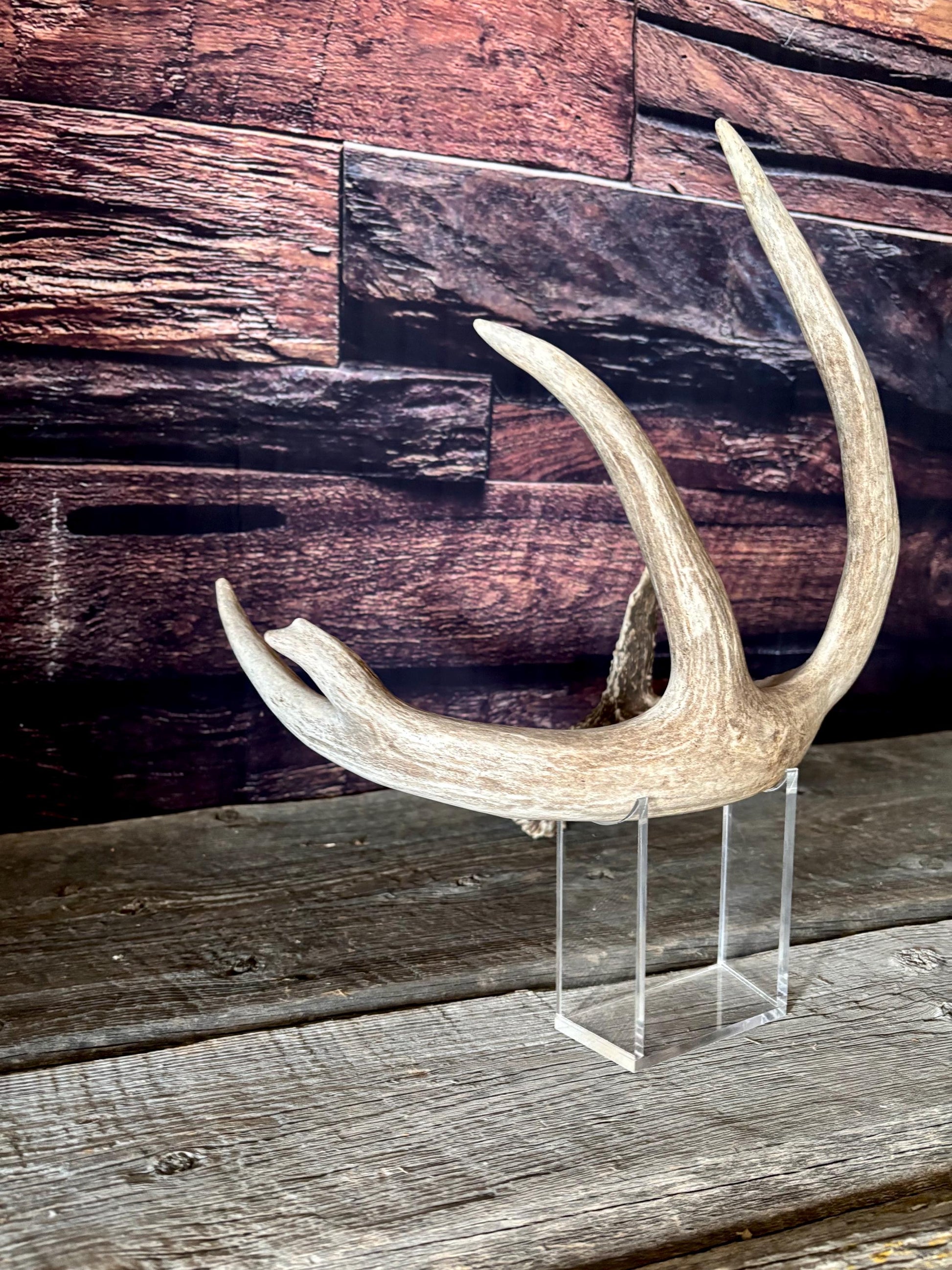 Large White-tailed deer Antler. 5 -point buck. Crafting, decor and more!