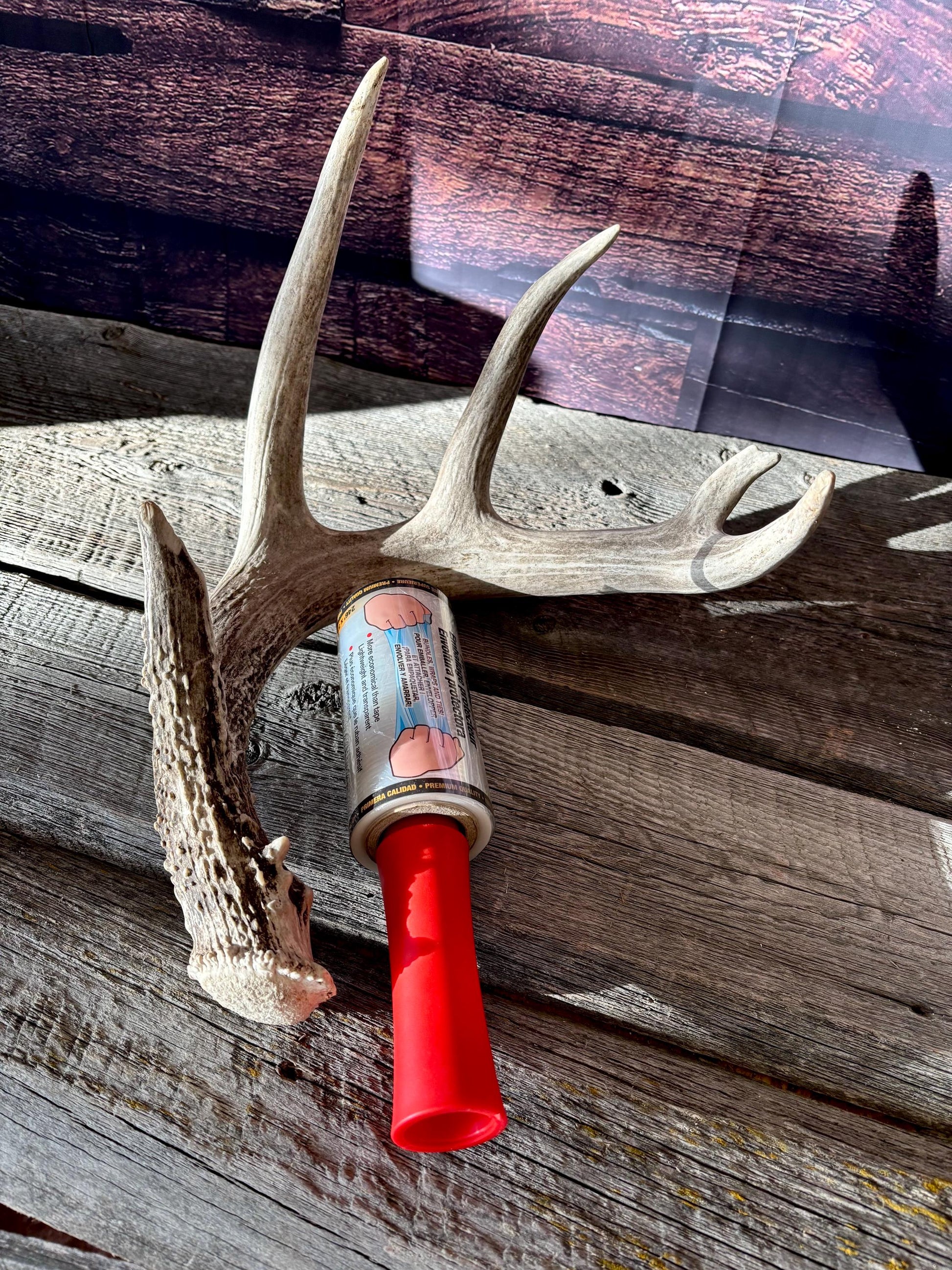 Large White-tailed deer Antler. 5 -point buck. Crafting, decor and more!
