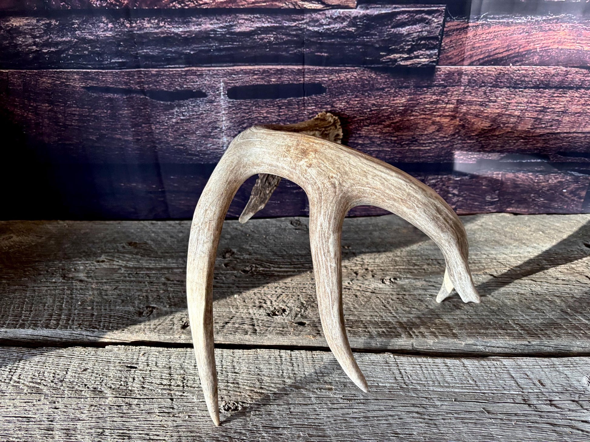 Large White-tailed deer Antler. 5 -point buck. Crafting, decor and more!