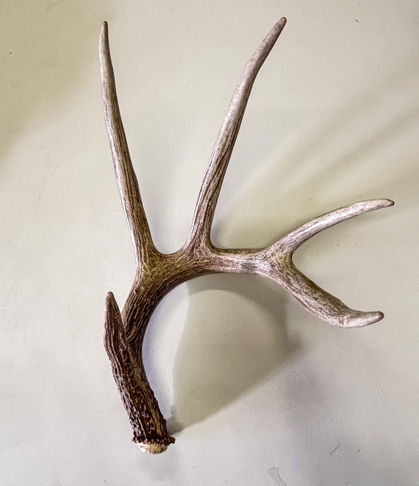 The Perfect White-tailed deer Antler - Extremeley fresh, ideal for crafting, design, simple decor and more!
