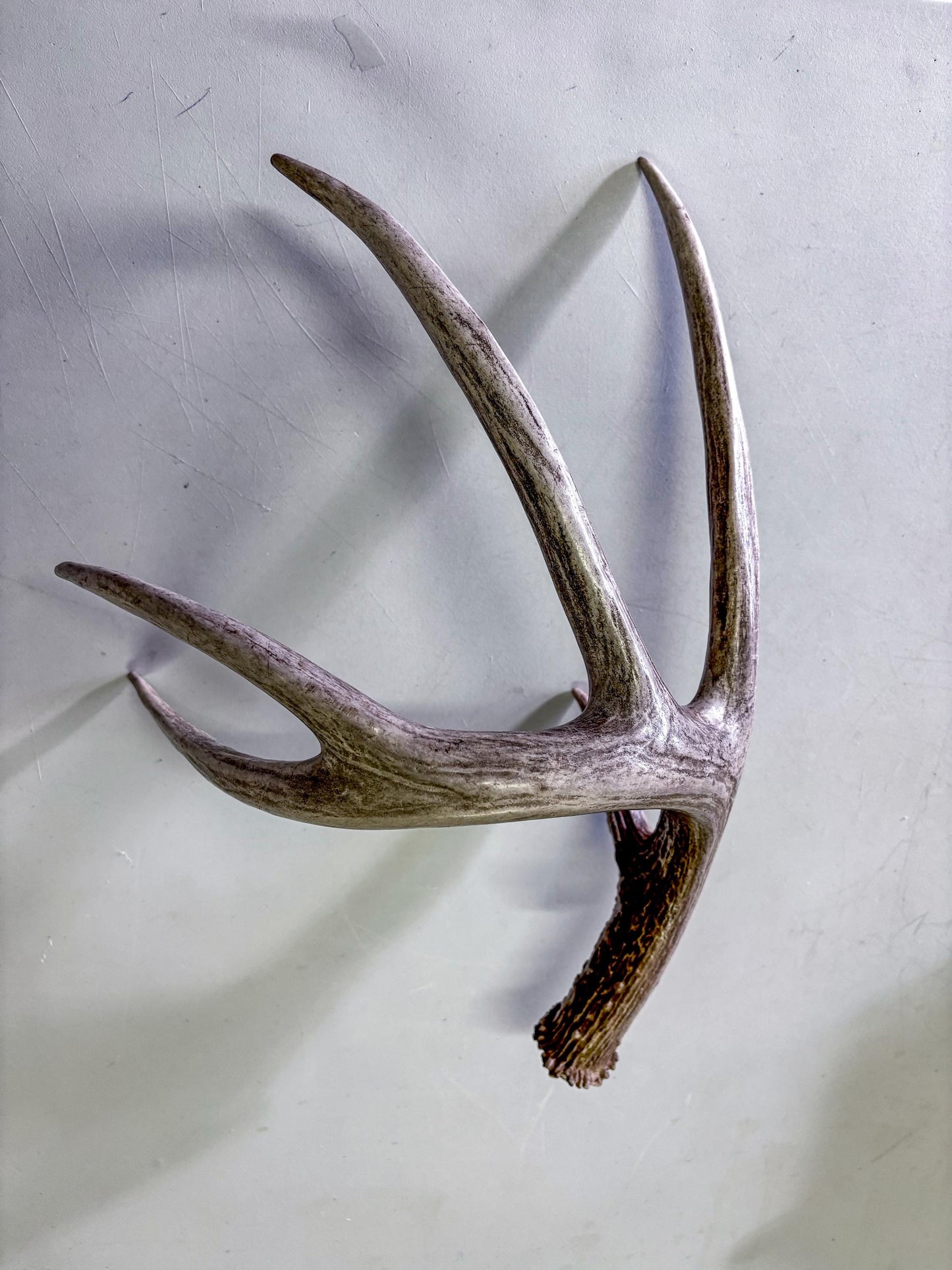 The Perfect White-tailed deer Antler - Extremeley fresh, ideal for crafting, design, simple decor and more!