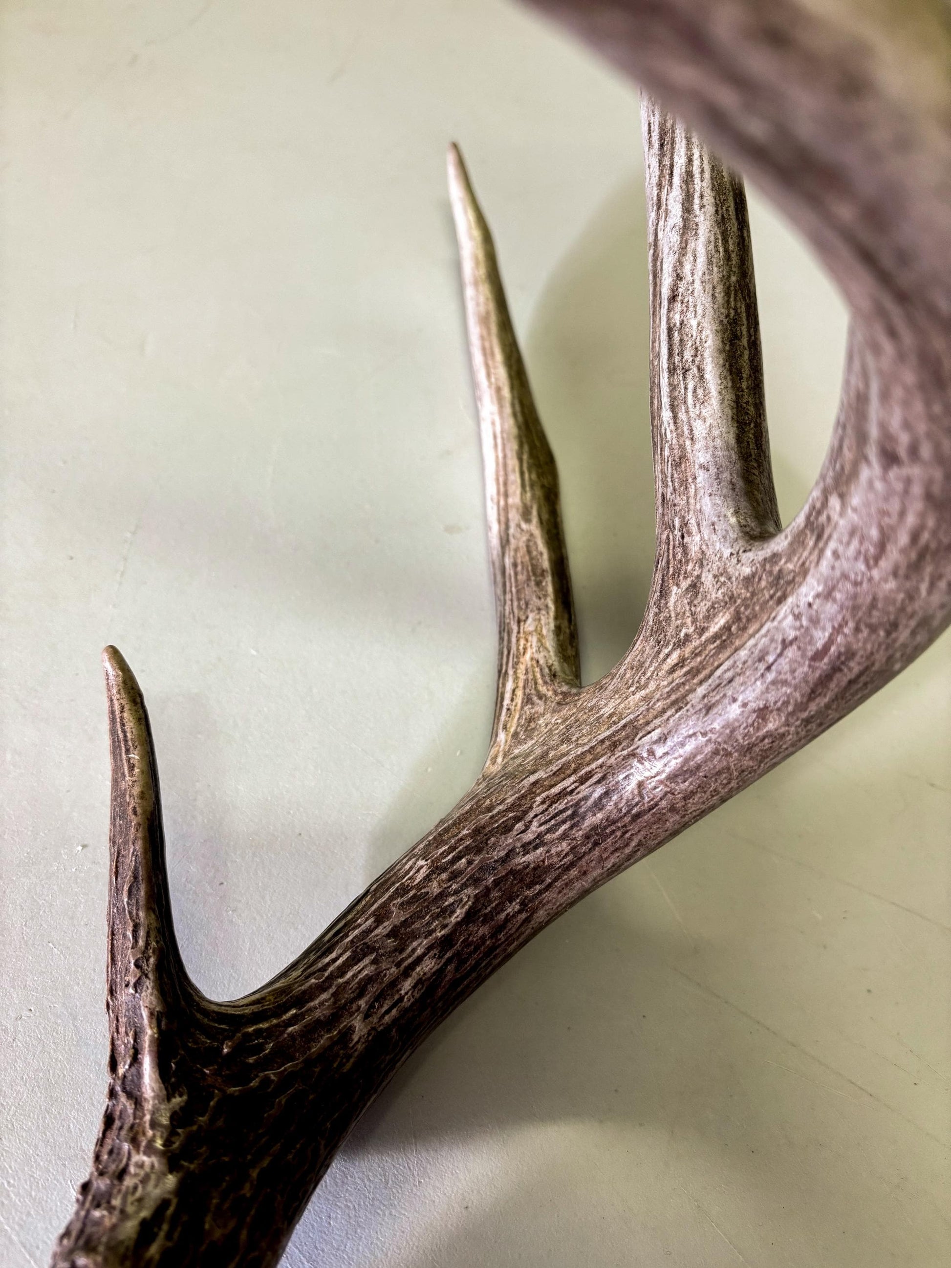The Perfect White-tailed deer Antler - Extremeley fresh, ideal for crafting, design, simple decor and more!