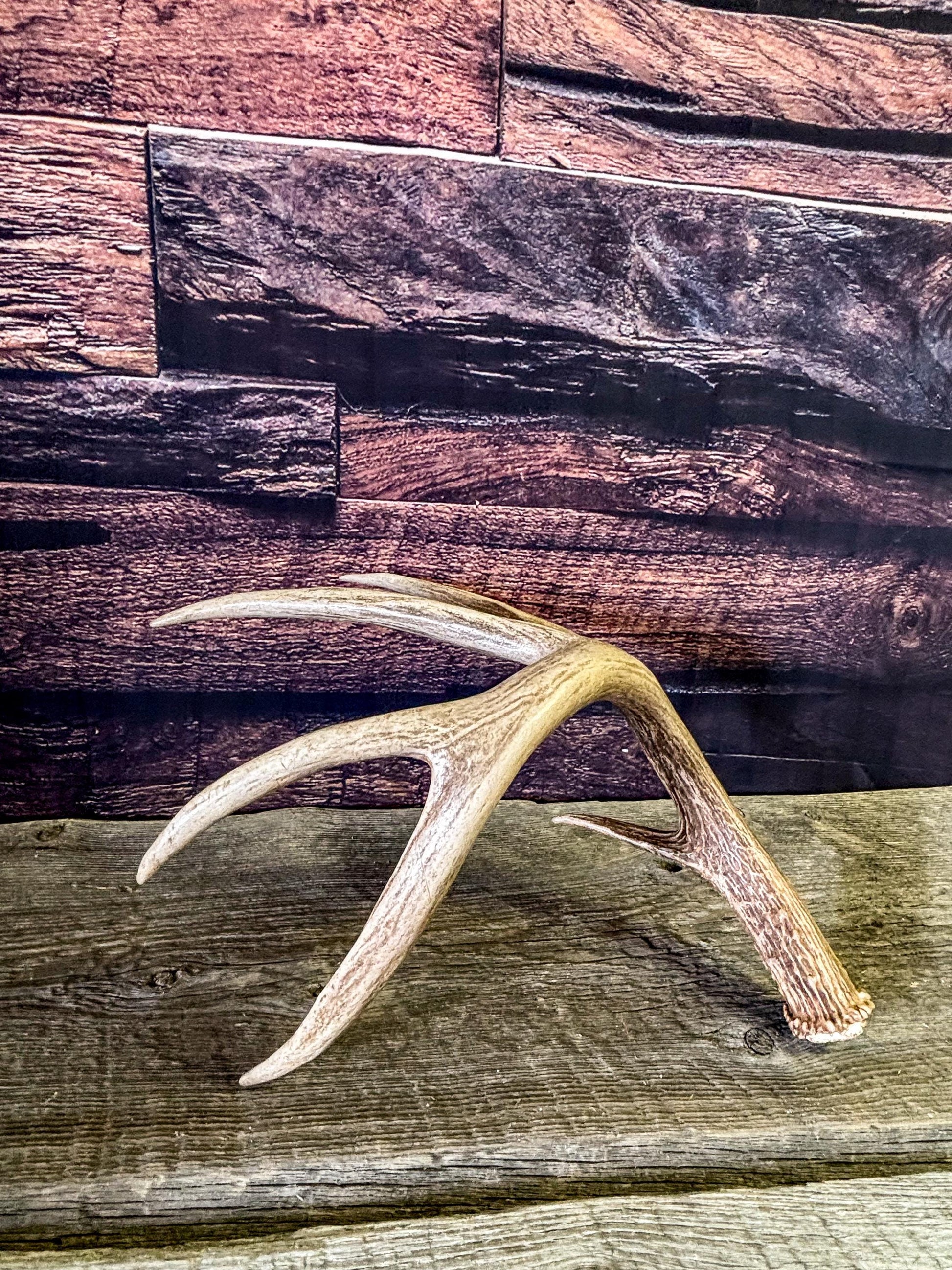 The Perfect White-tailed deer Antler - Extremeley fresh, ideal for crafting, design, simple decor and more!