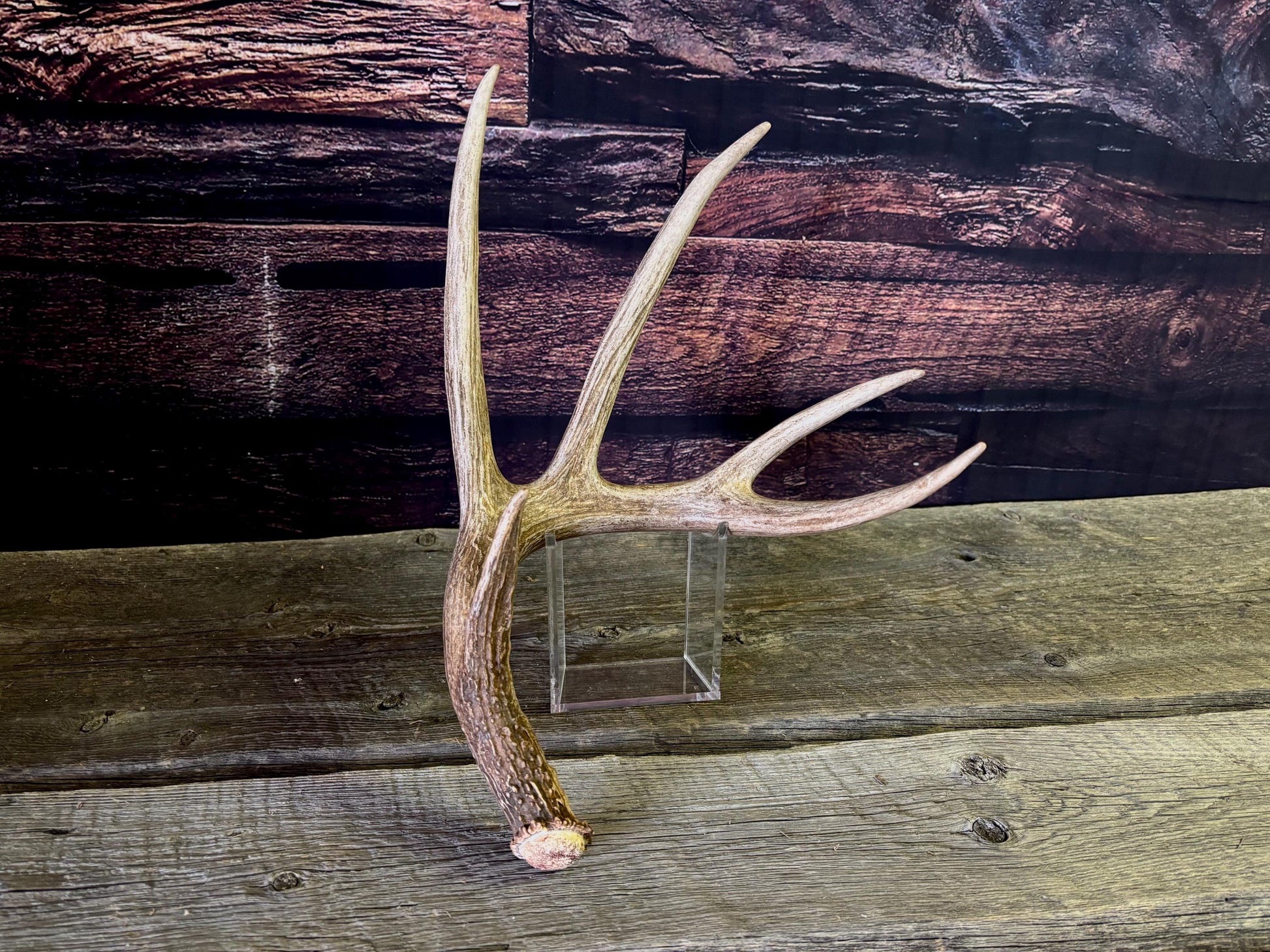 The Perfect White-tailed deer Antler - Extremeley fresh, ideal for crafting, design, simple decor and more!