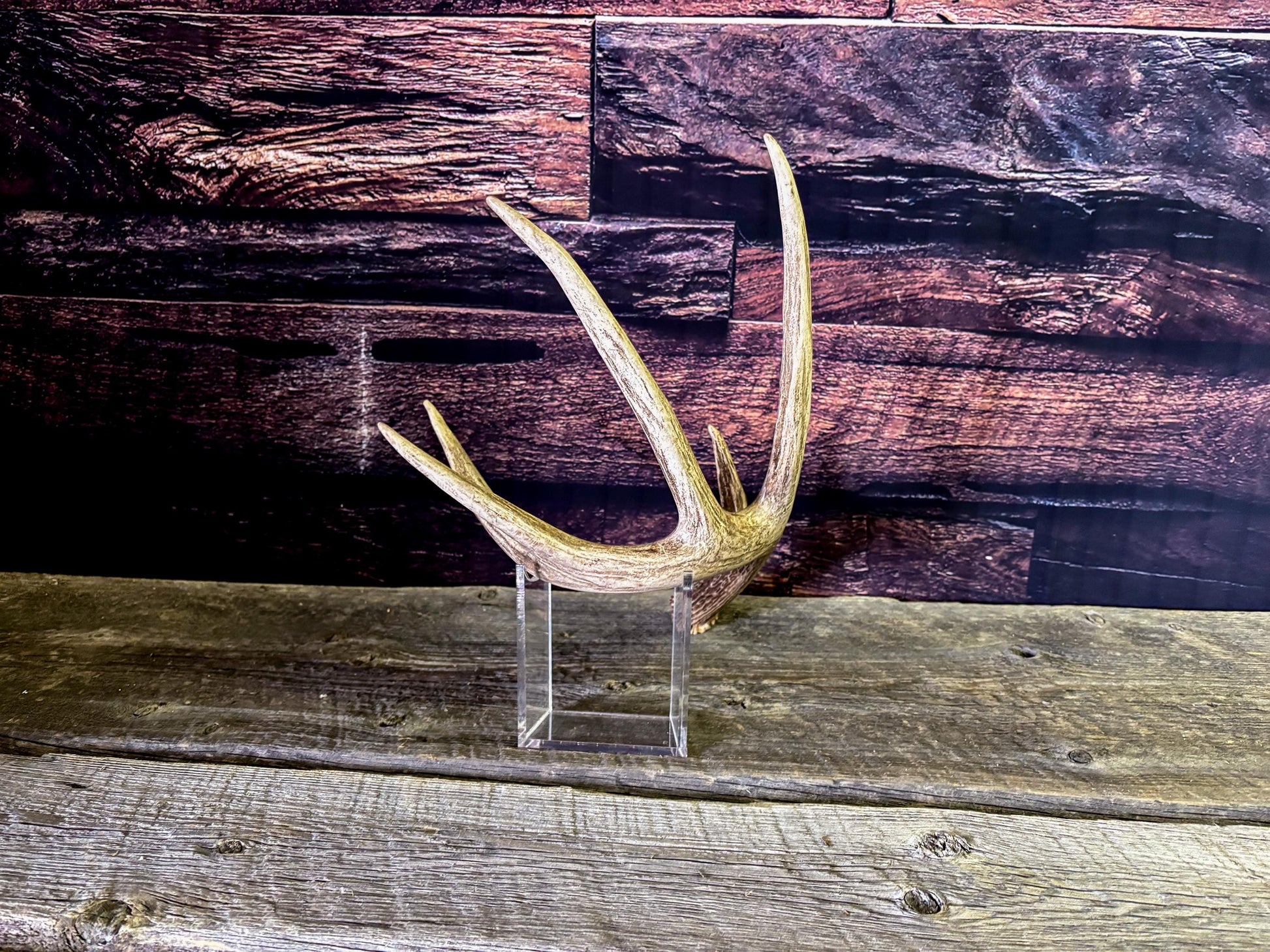The Perfect White-tailed deer Antler - Extremeley fresh, ideal for crafting, design, simple decor and more!