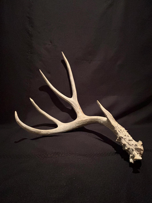 Huge Mule deer antler. Natural Wild Shed Antler. Cabin and Farmhouse decor and More!