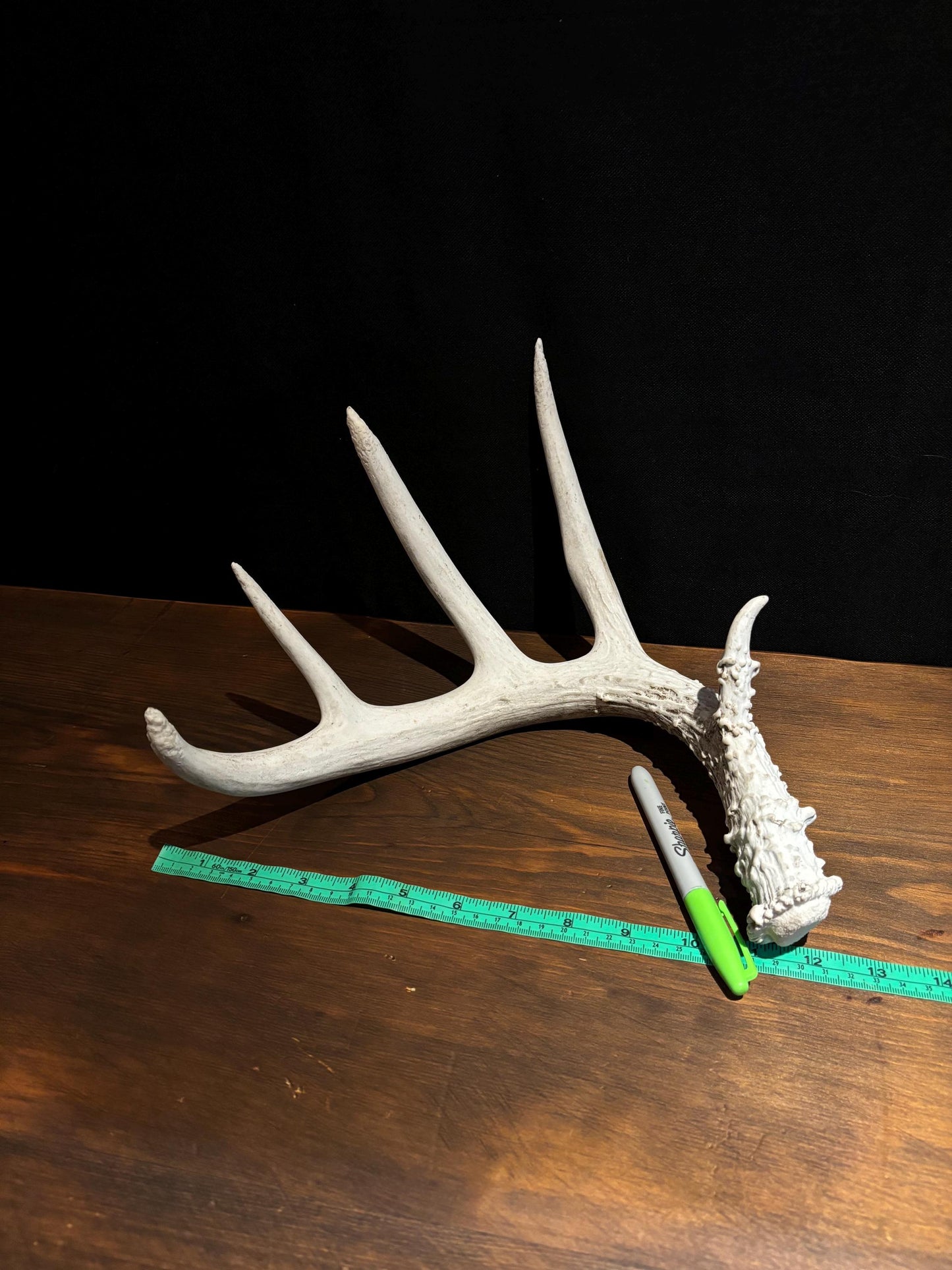 Deer Antler - Classic Saskatchewan 5-Point White-tailed deer Antler. Naturally-shed. Decor, design, crafting and more!