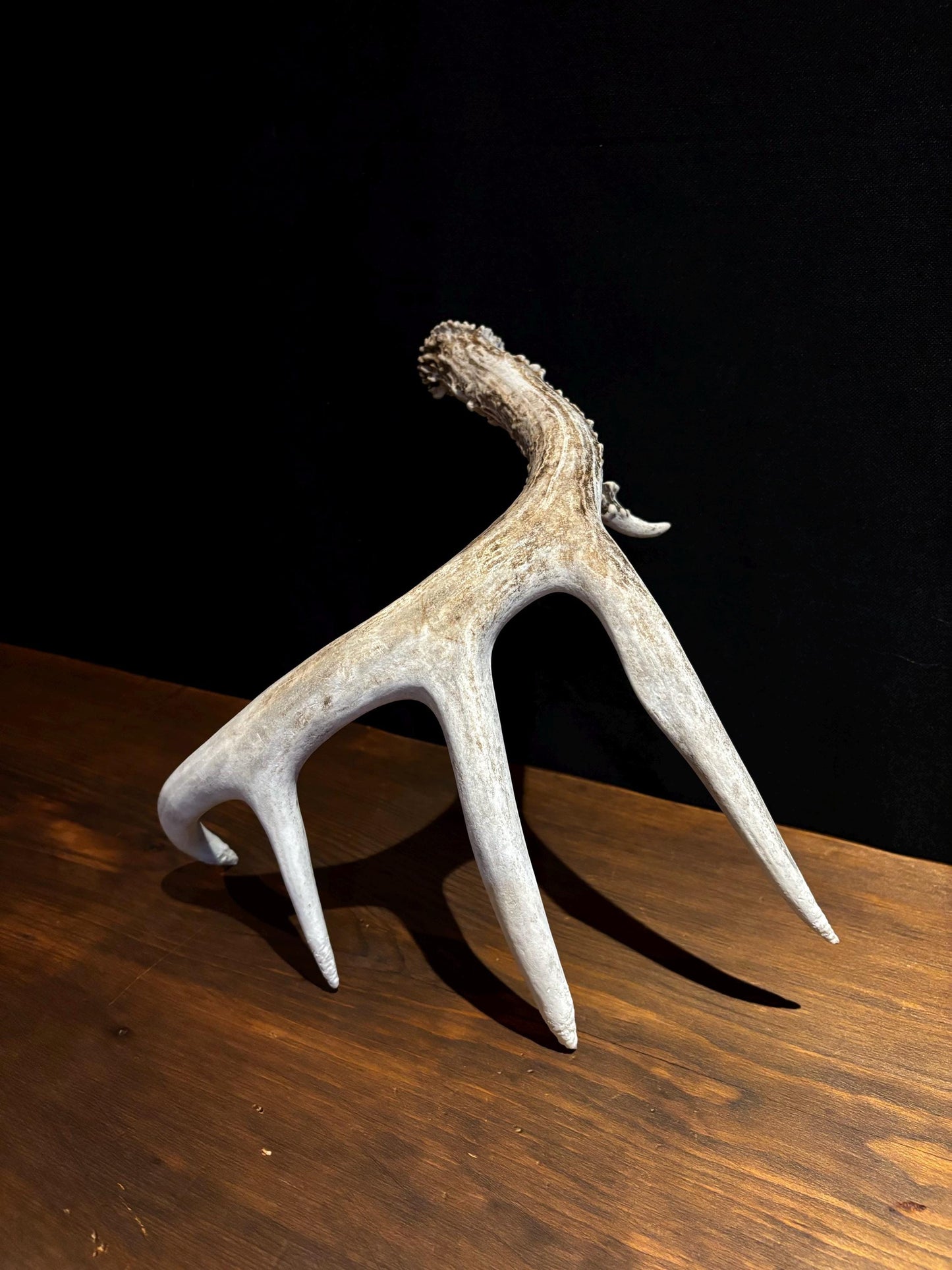 Deer Antler - Classic Saskatchewan 5-Point White-tailed deer Antler. Naturally-shed. Decor, design, crafting and more!