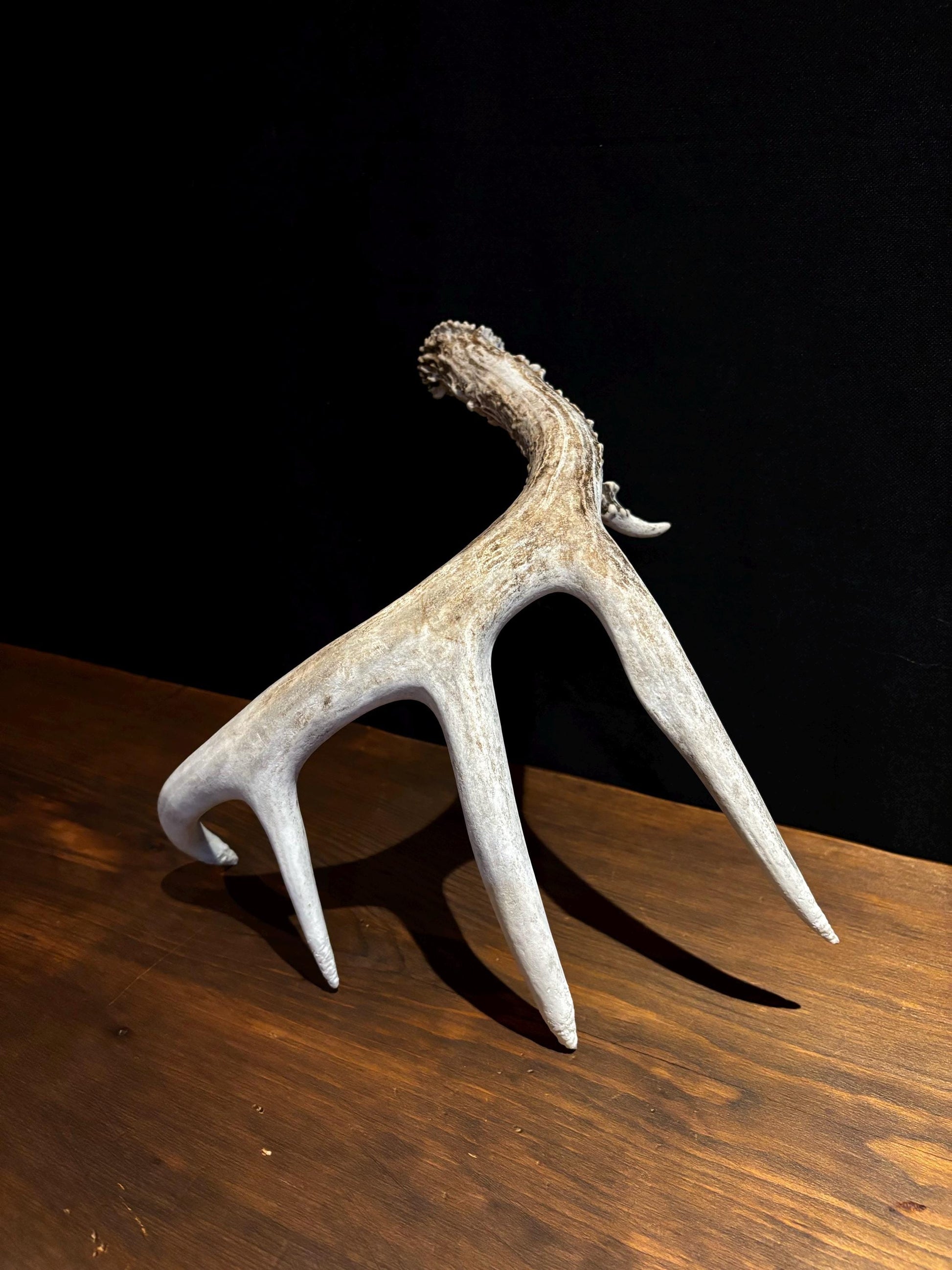 Deer Antler - Classic Saskatchewan 5-Point White-tailed deer Antler. Naturally-shed. Decor, design, crafting and more!