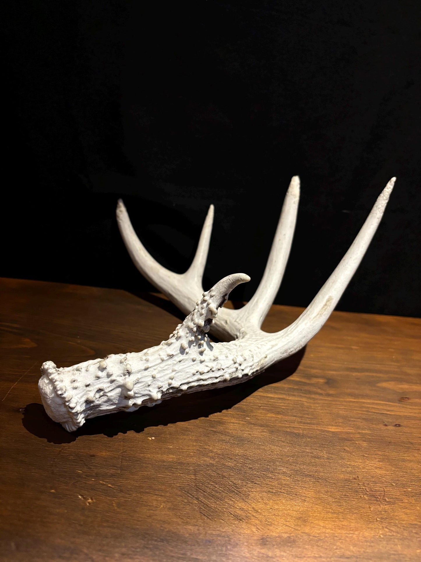 Deer Antler - Classic Saskatchewan 5-Point White-tailed deer Antler. Naturally-shed. Decor, design, crafting and more!