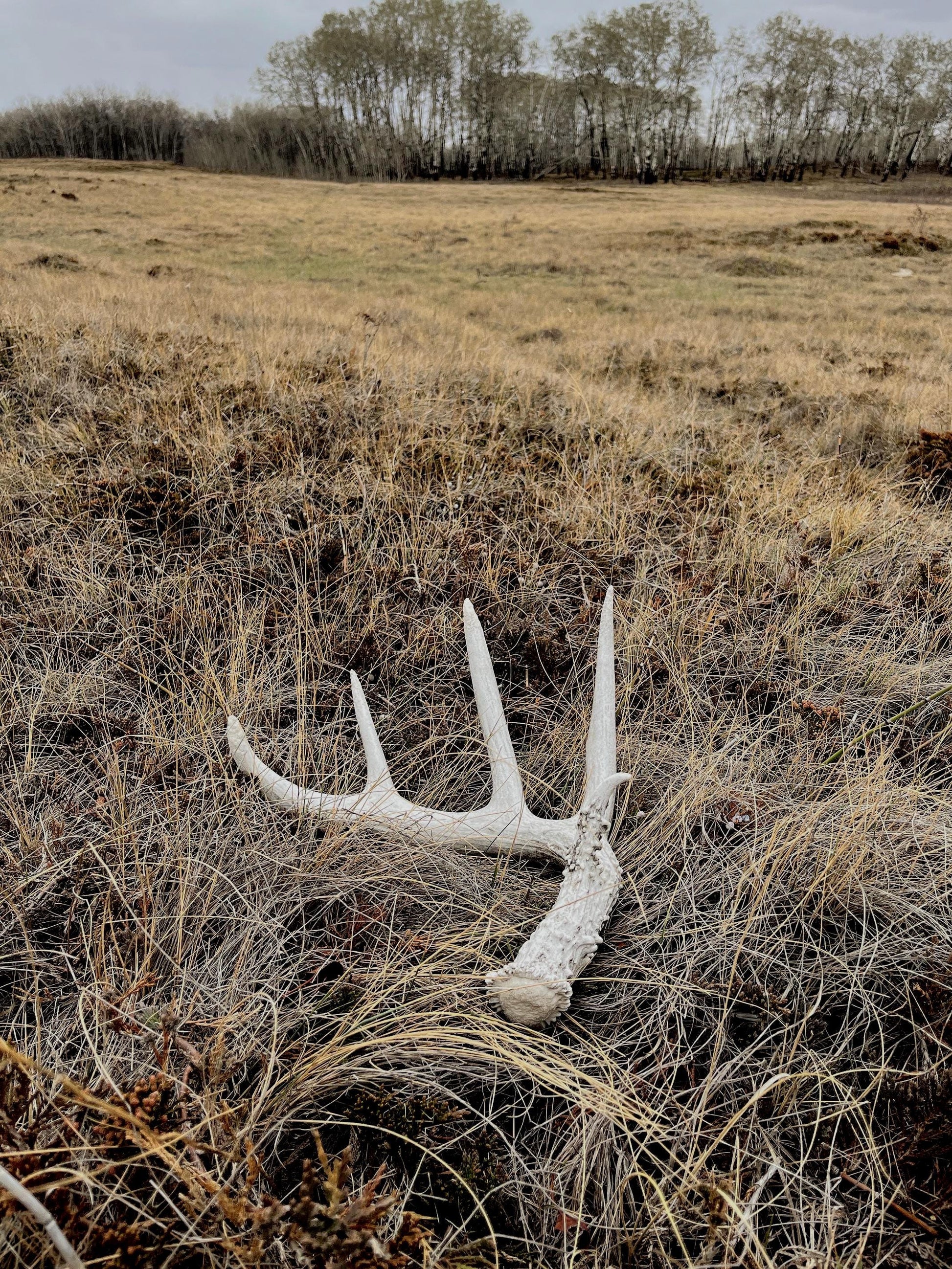 Deer Antler - Classic Saskatchewan 5-Point White-tailed deer Antler. Naturally-shed. Decor, design, crafting and more!
