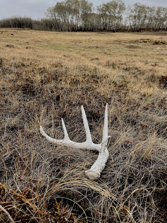 Deer Antler - Classic Saskatchewan 5-Point White-tailed deer Antler. Naturally-shed. Decor, design, crafting and more!