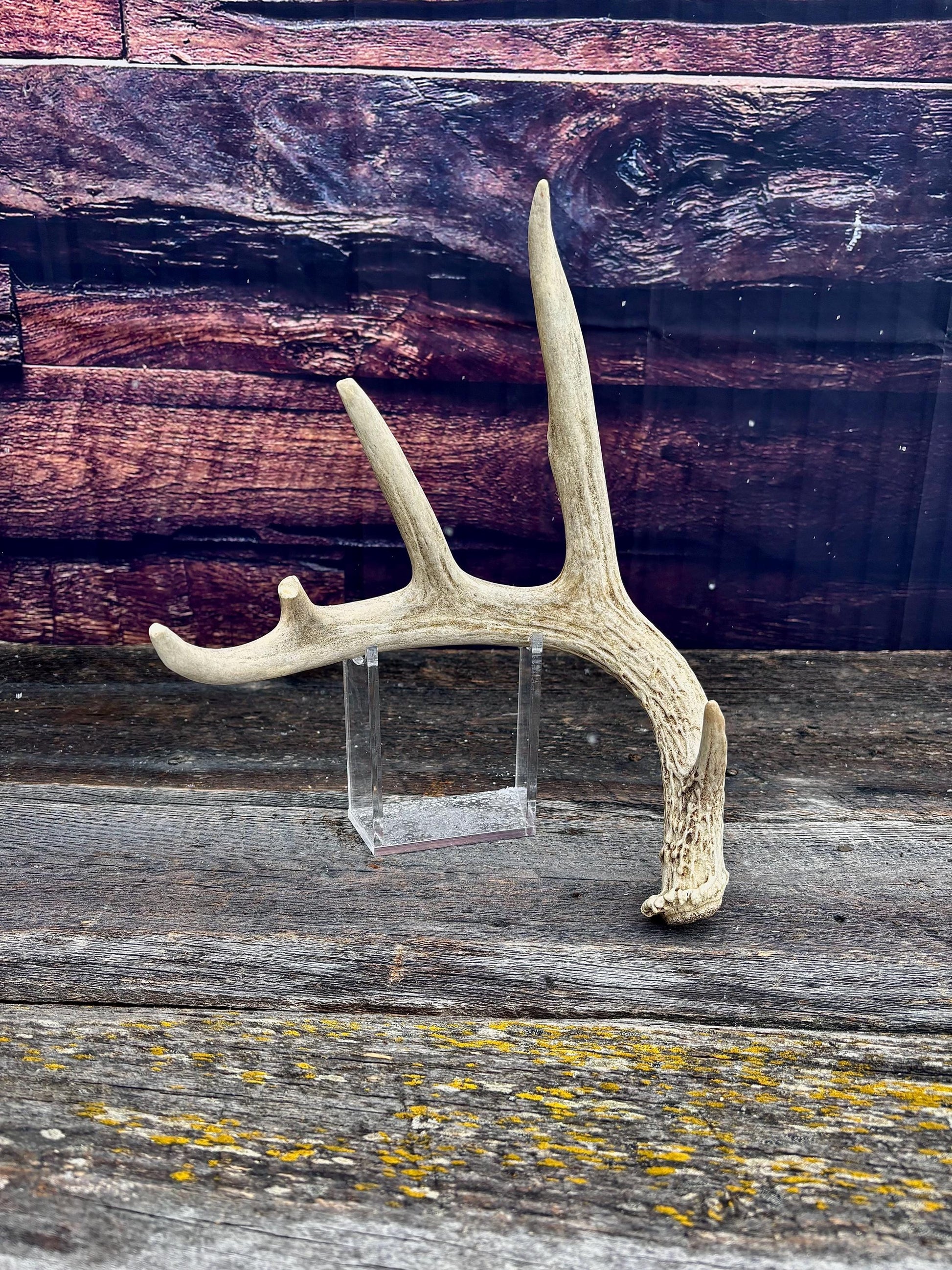 Deer Antler - White-tailed deer Antler. Wild antler for decor, design, crafting and more