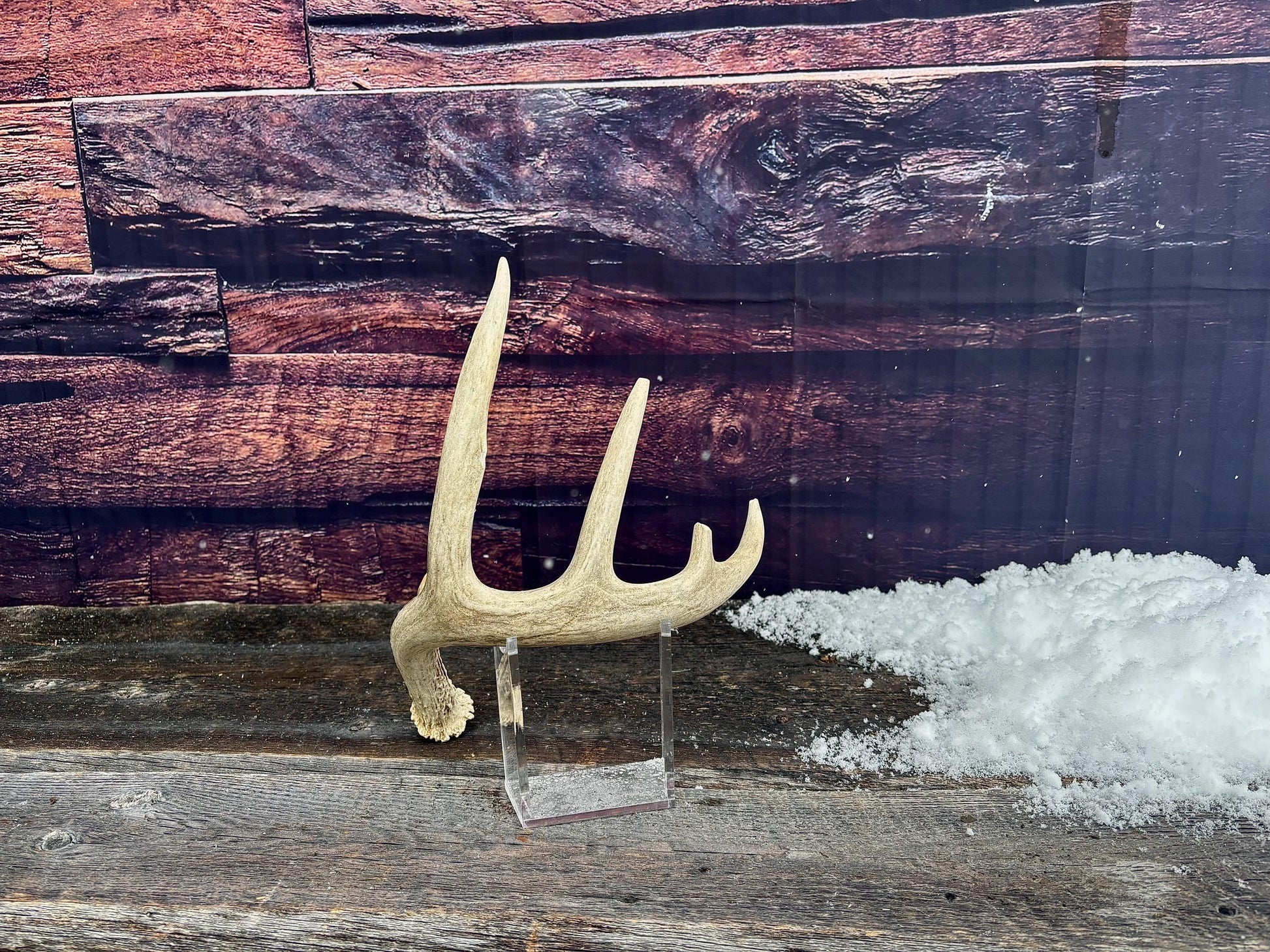 Deer Antler - White-tailed deer Antler. Wild antler for decor, design, crafting and more