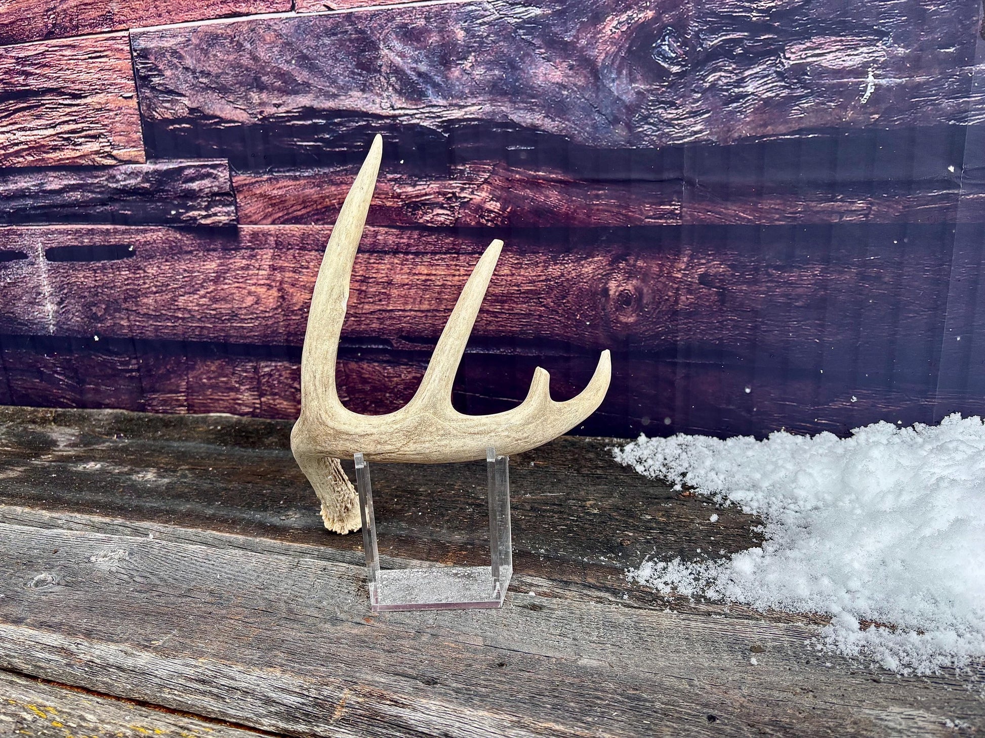 Deer Antler - White-tailed deer Antler. Wild antler for decor, design, crafting and more