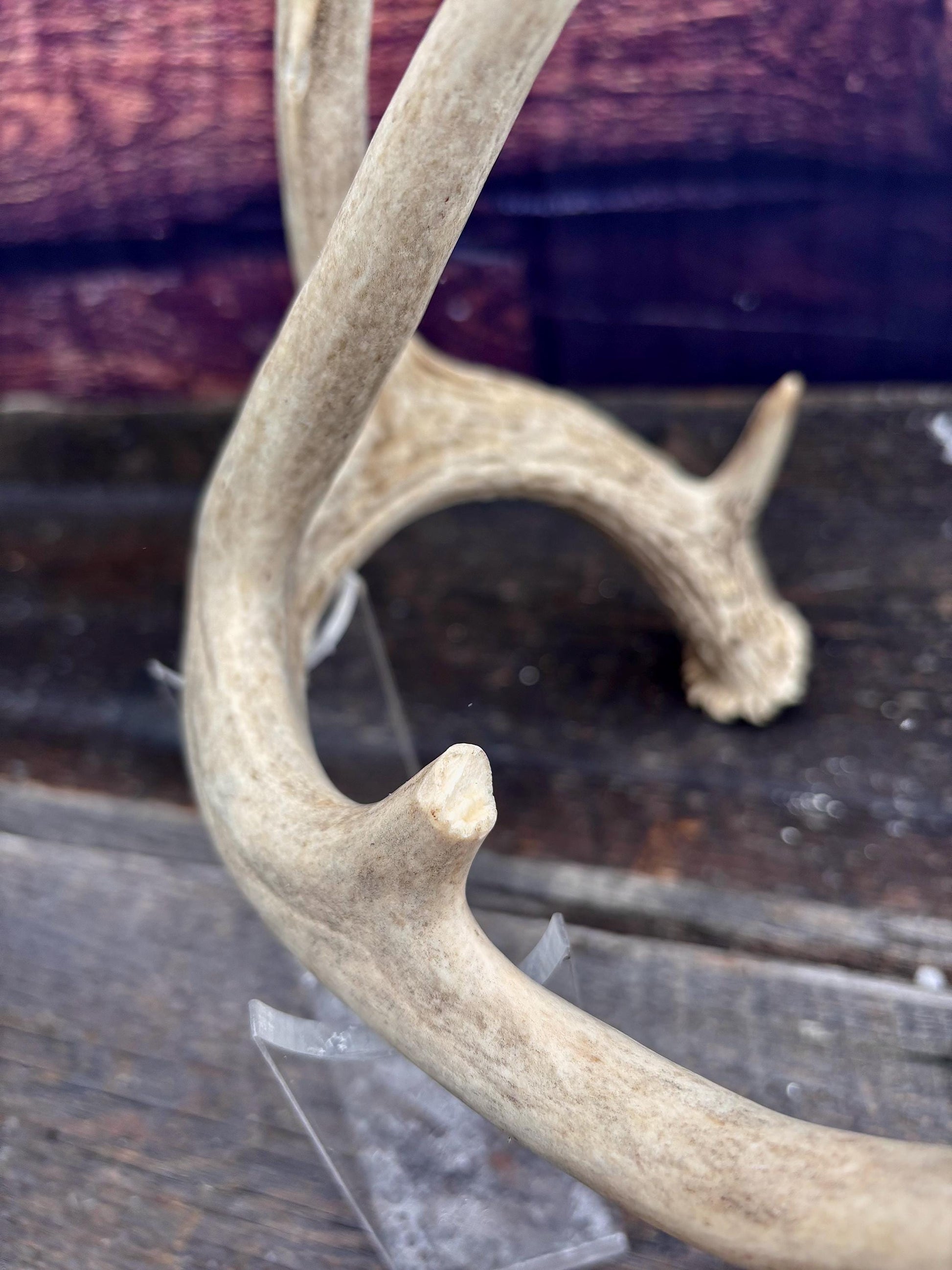 Deer Antler - White-tailed deer Antler. Wild antler for decor, design, crafting and more