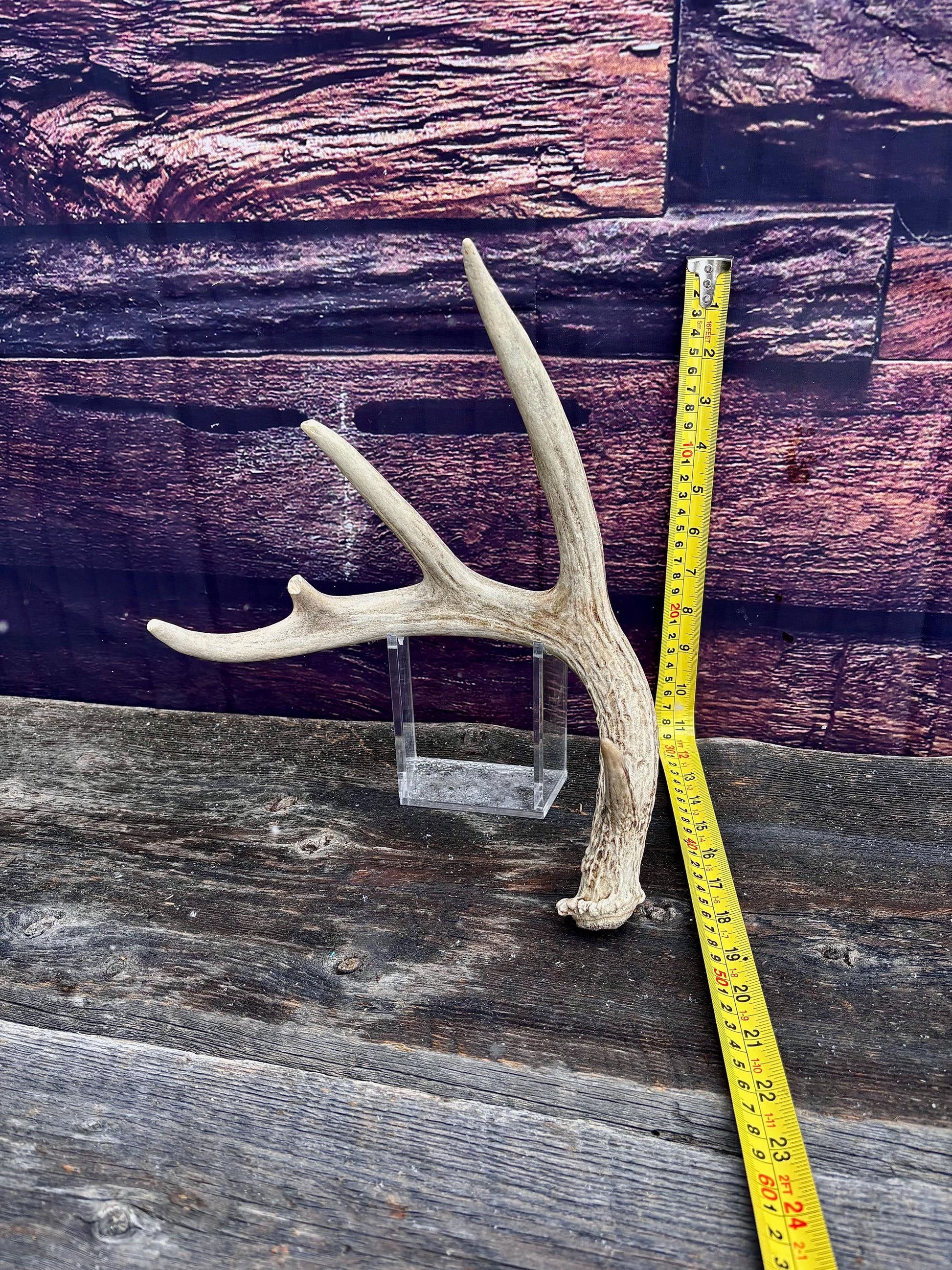 Deer Antler - White-tailed deer Antler. Wild antler for decor, design, crafting and more