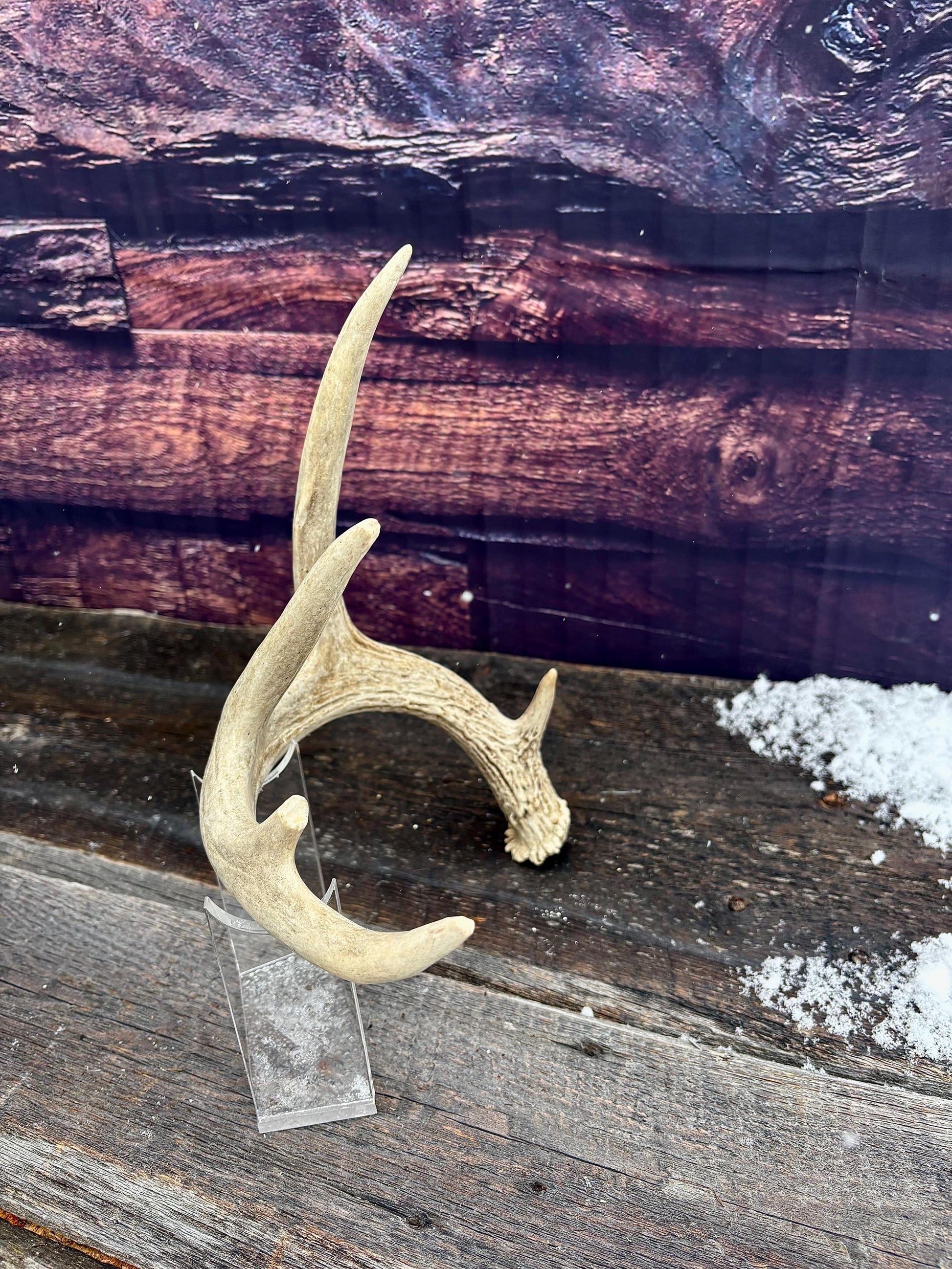 Deer Antler - White-tailed deer Antler. Wild antler for decor, design, crafting and more