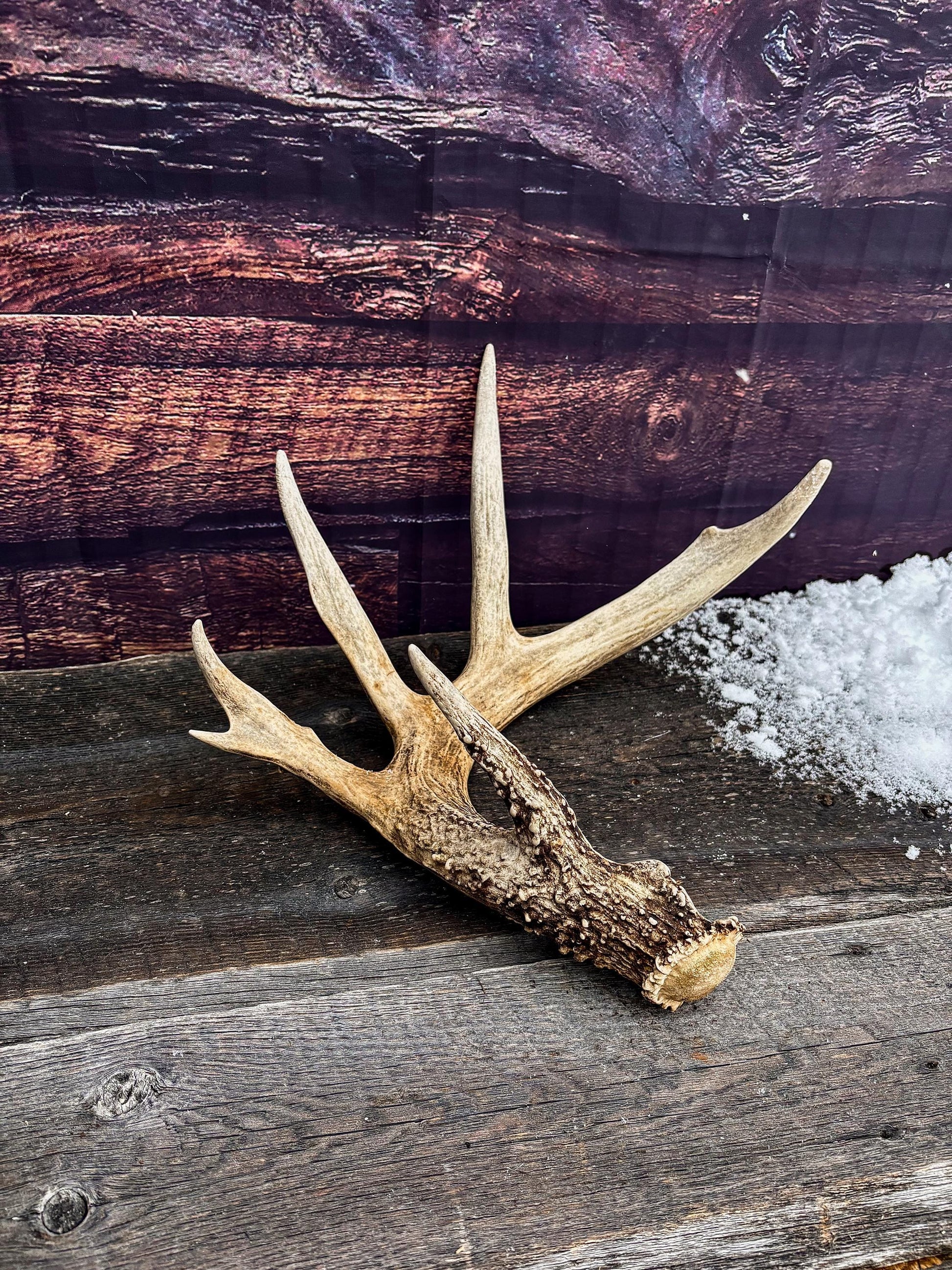 Decor Antlers! Large White-tailed deer Antler. 6-point buck. Crafting, decor and more!
