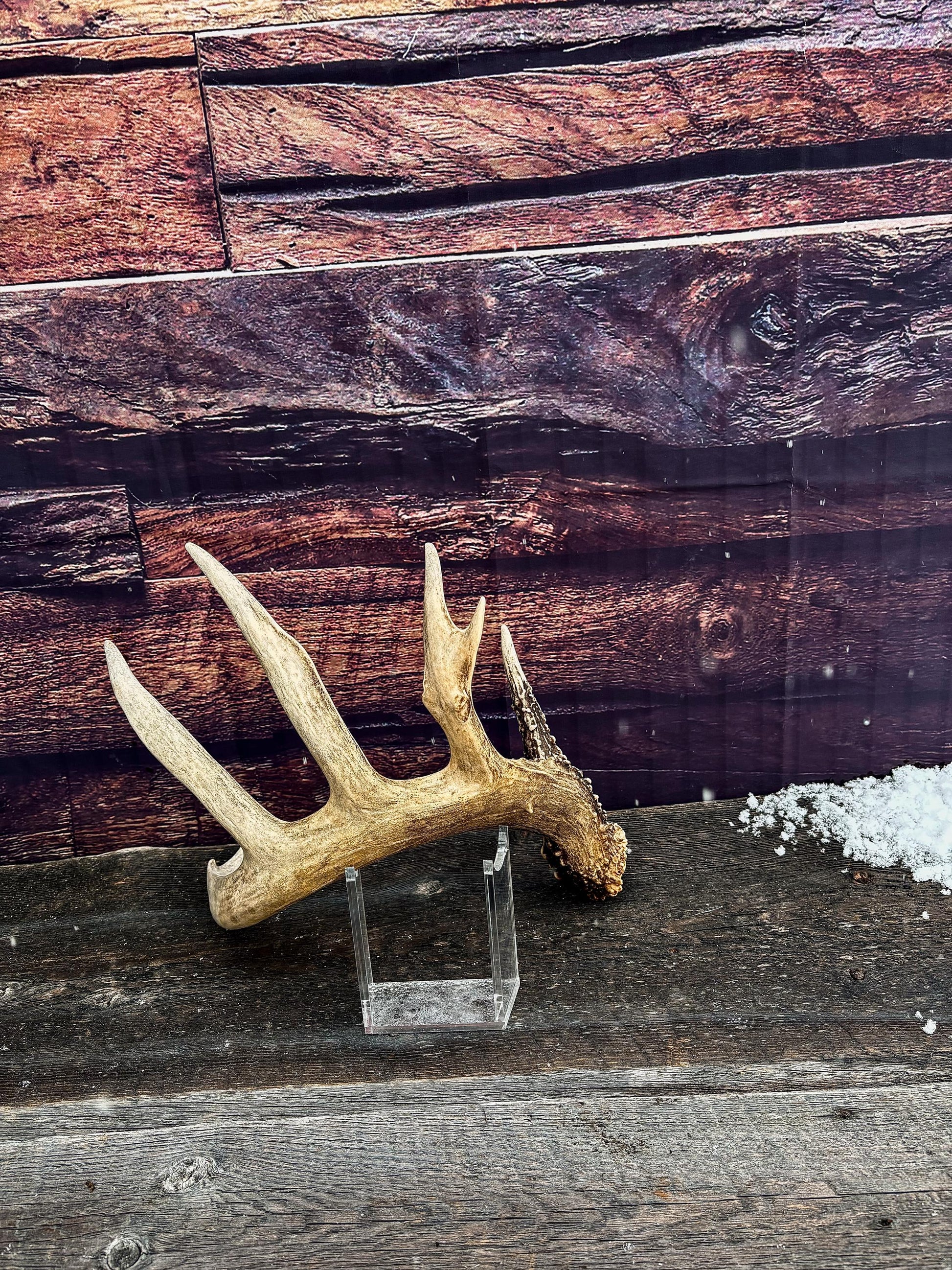 Decor Antlers! Large White-tailed deer Antler. 6-point buck. Crafting, decor and more!